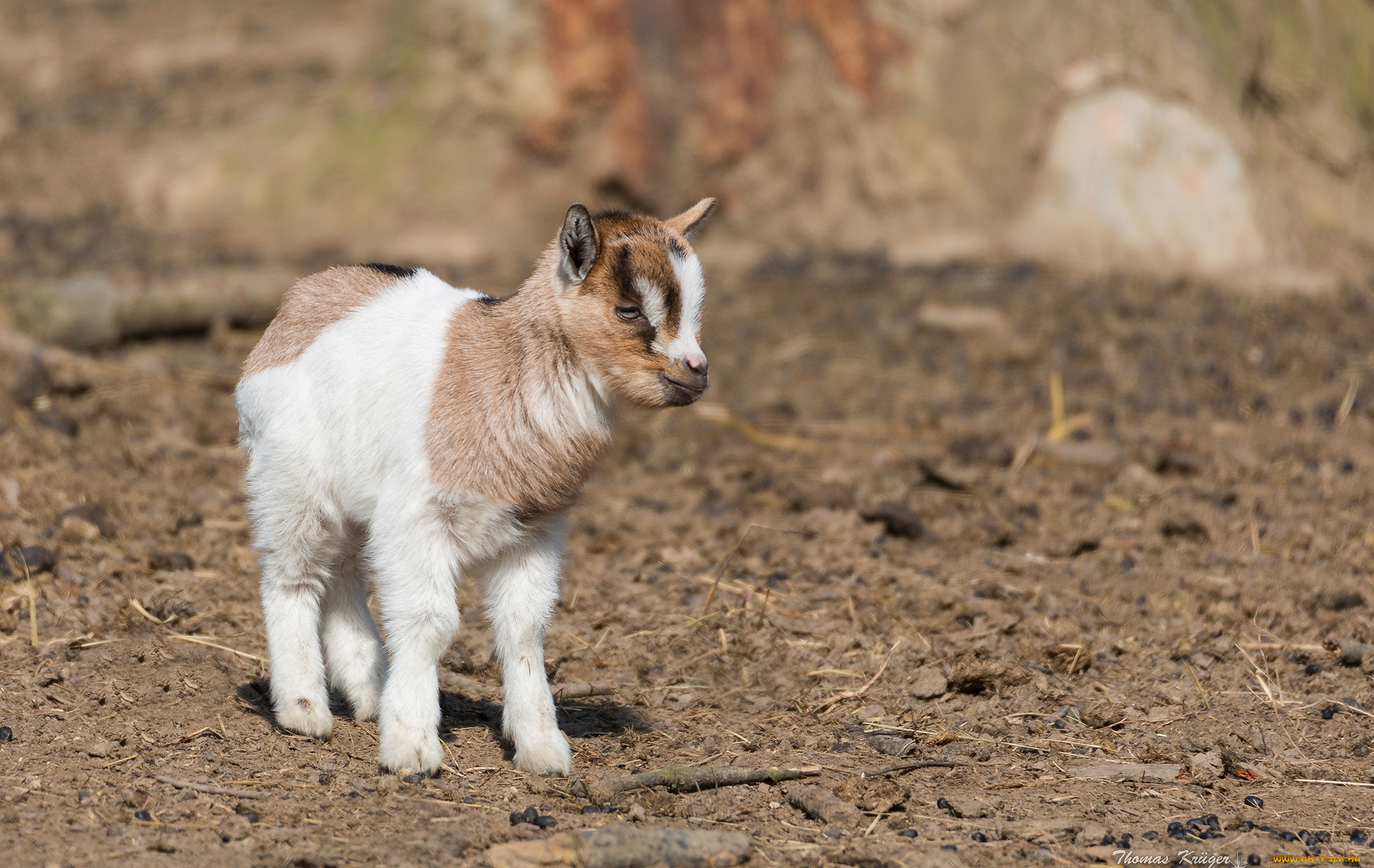 животные, козы, малыш