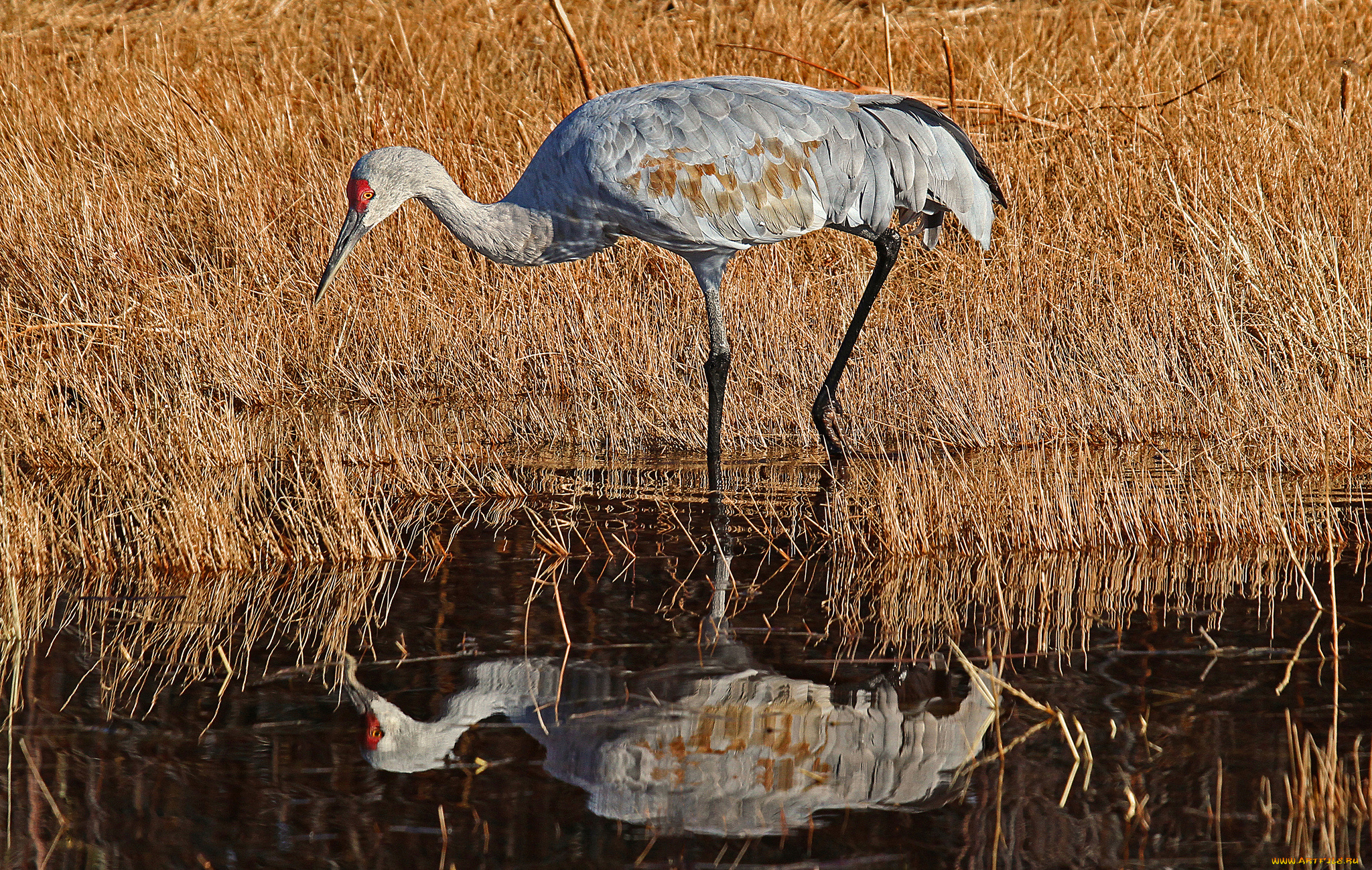 животные, журавли, журавль, водоём