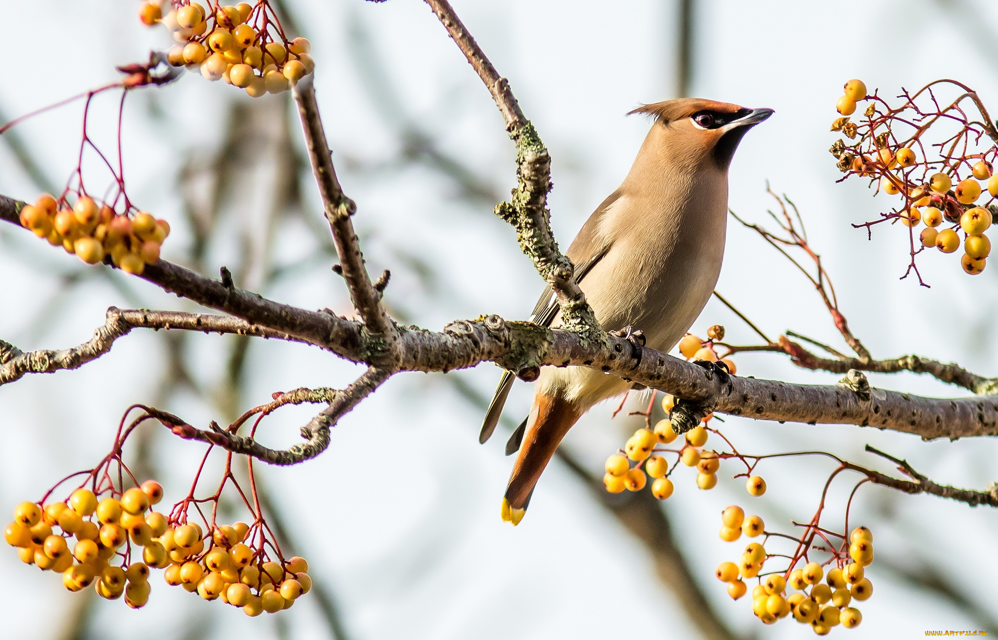 животные, свиристели, ягоды