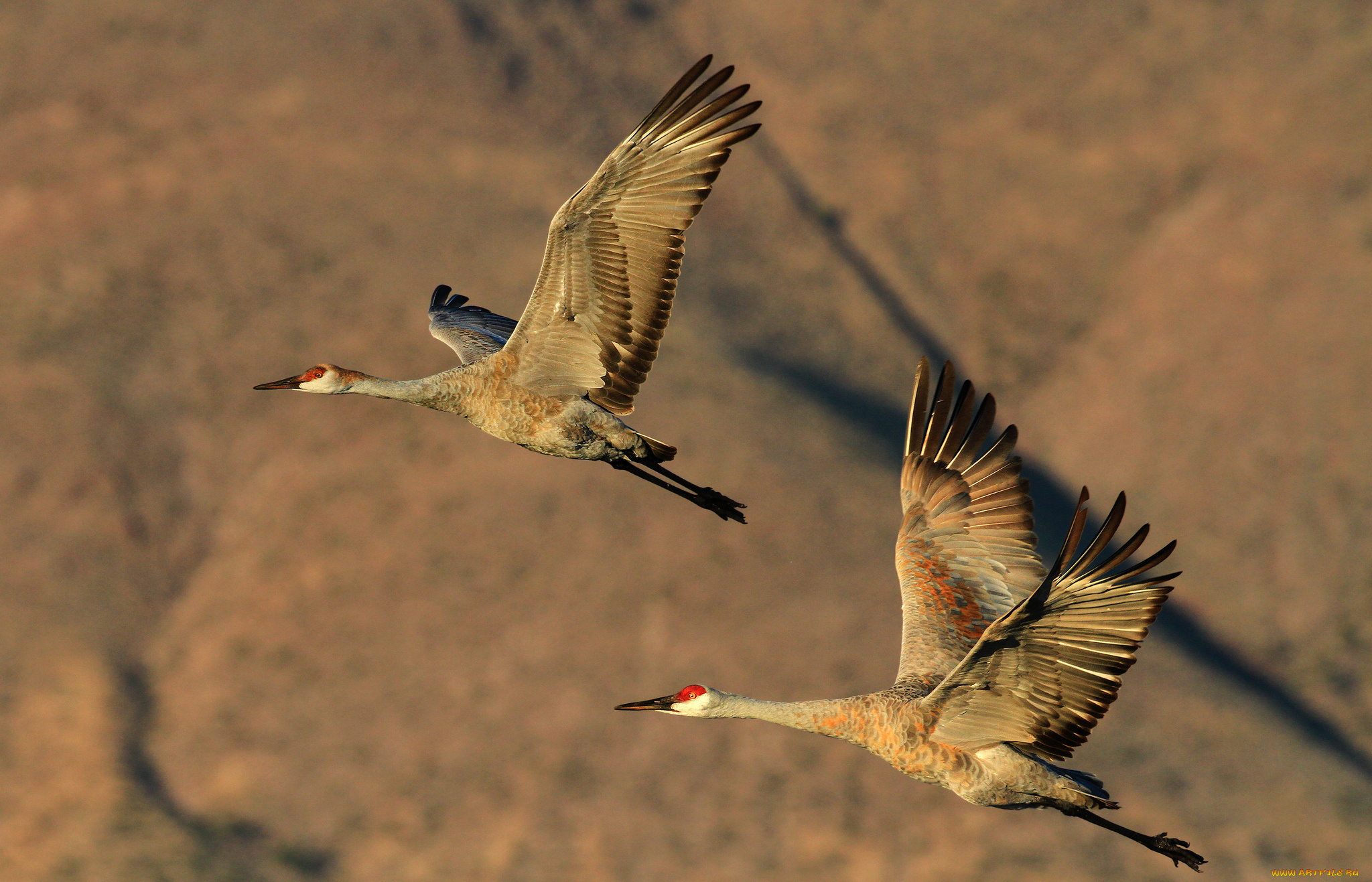 животные, журавли, полет, крылья