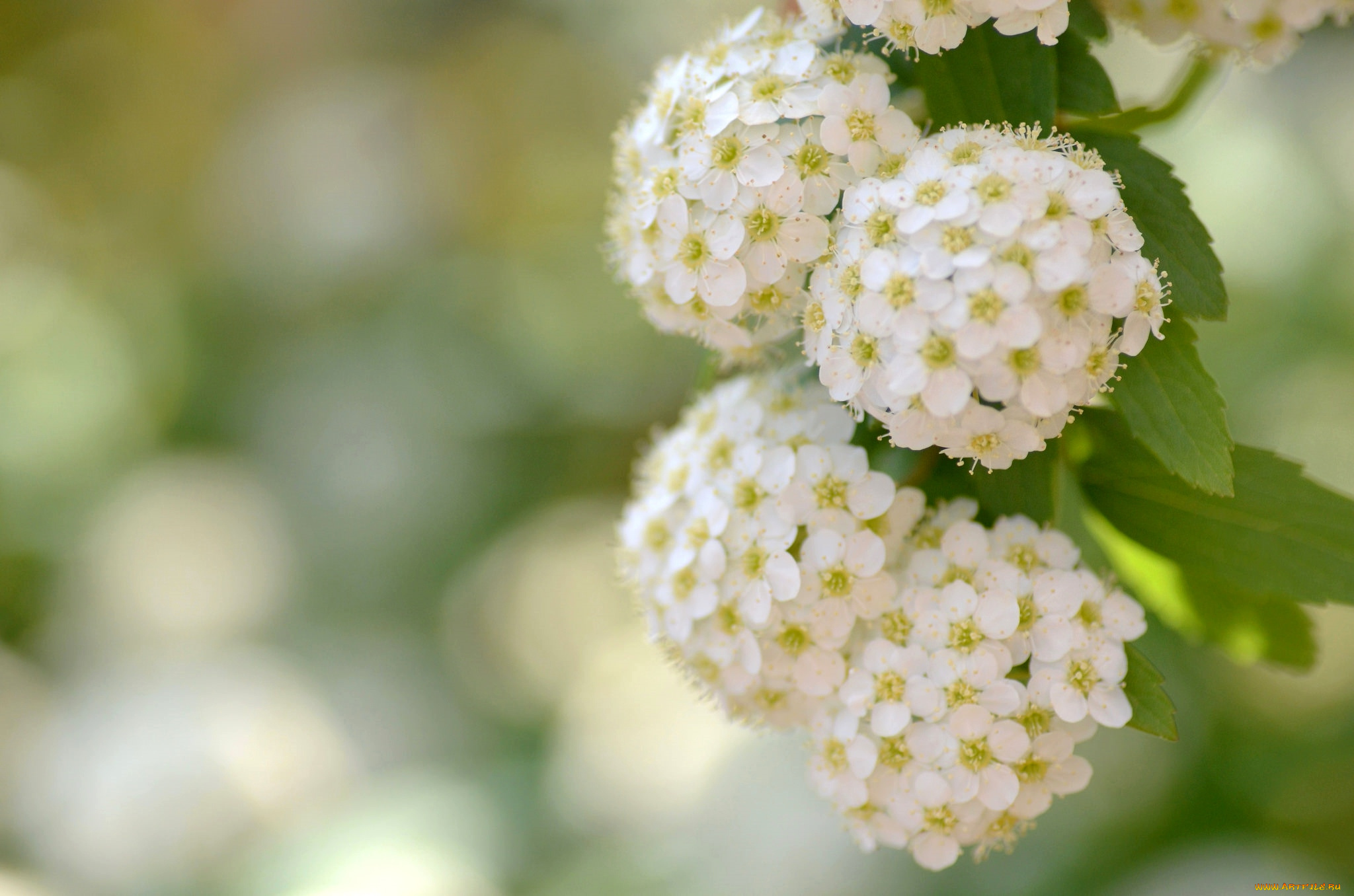 цветы, цветущие, деревья, , , кустарники, боке, куст