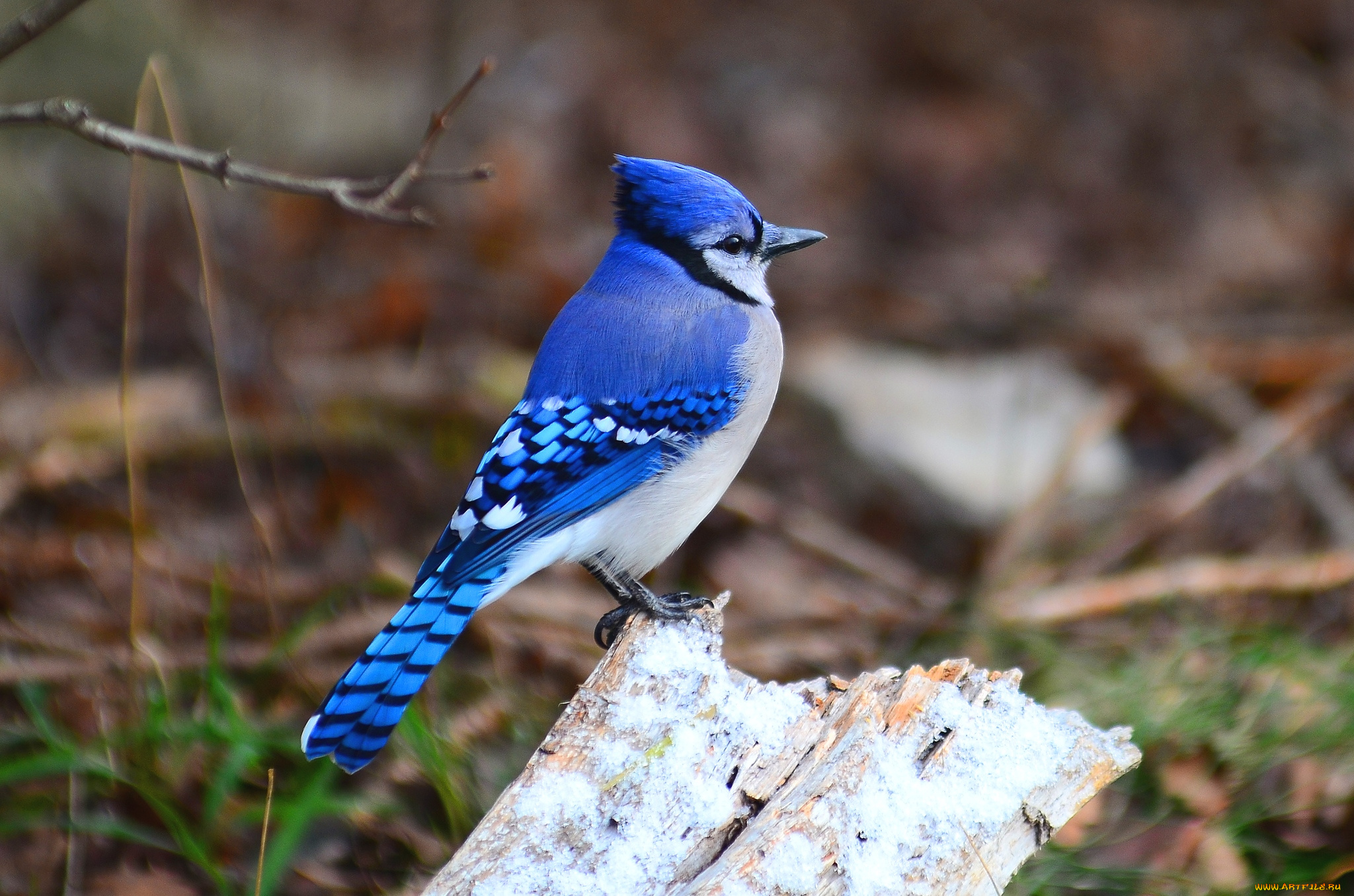 животные, сойки, синий