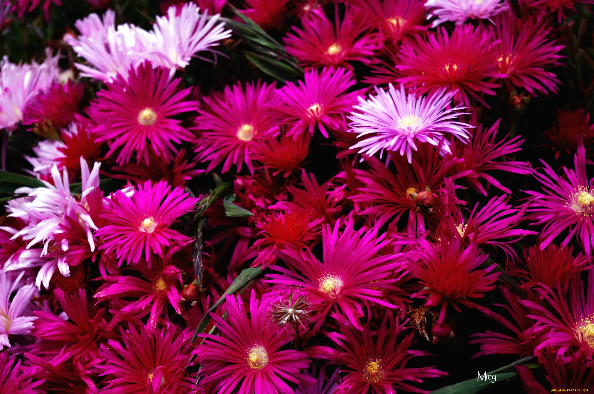 цветы, аизовые, много