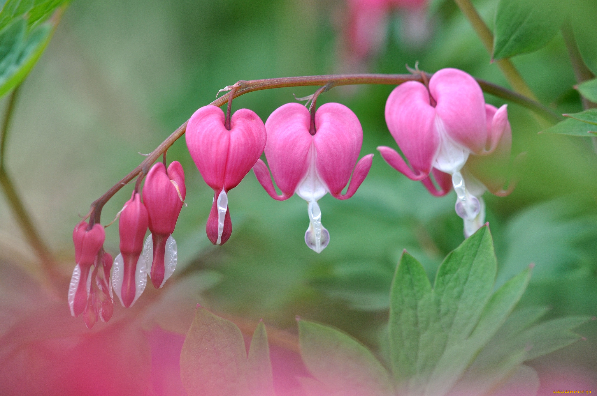 цветы, дицентра, , разбитое, сердце, сердечки