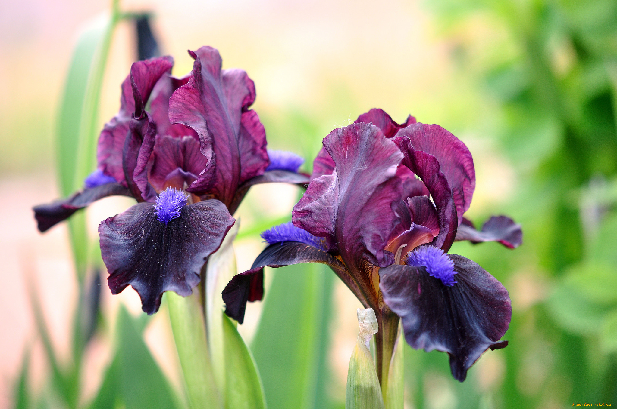 цветы, ирисы, лиловый