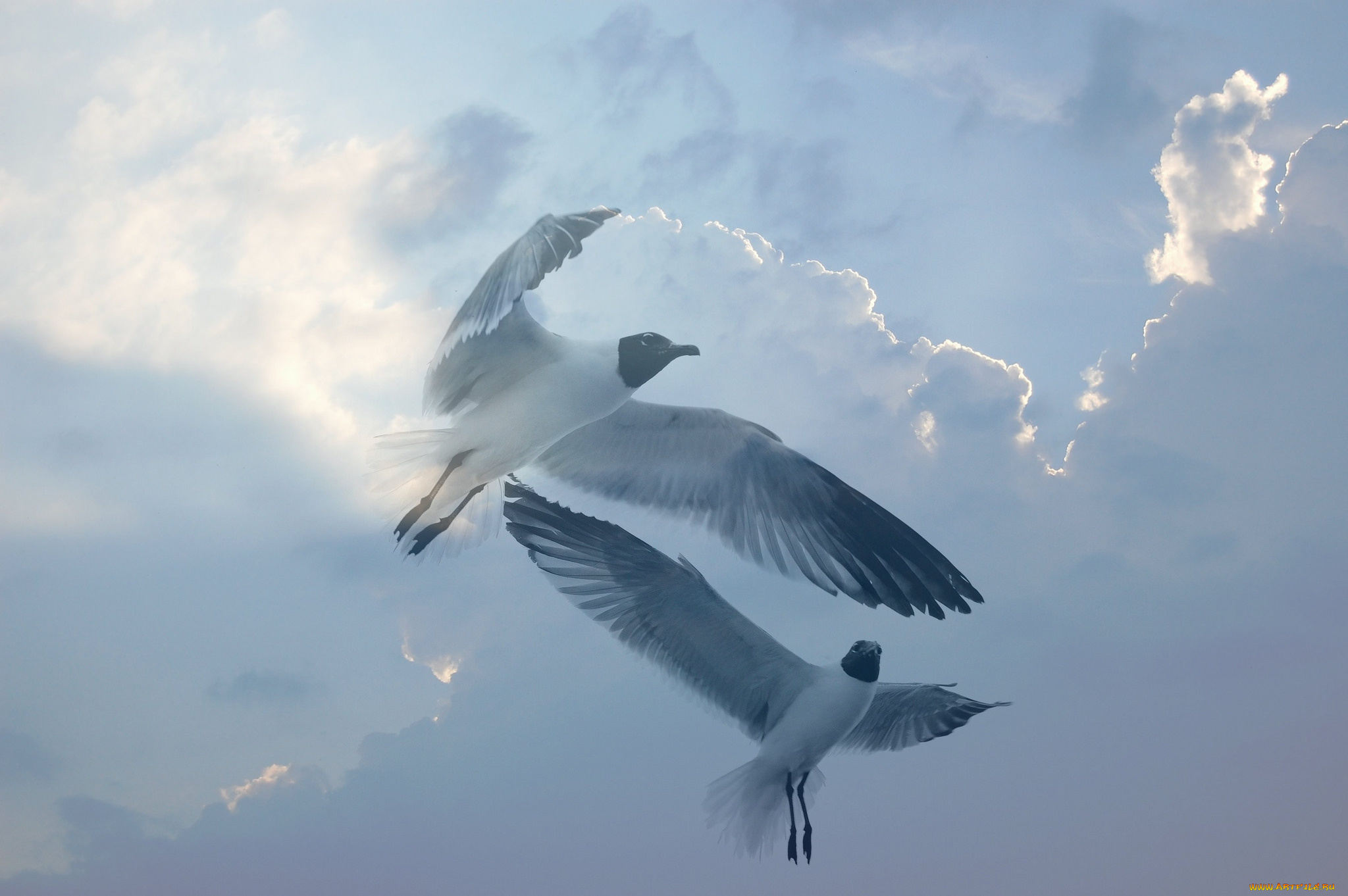 животные, Чайки, , бакланы, , крачки, полет