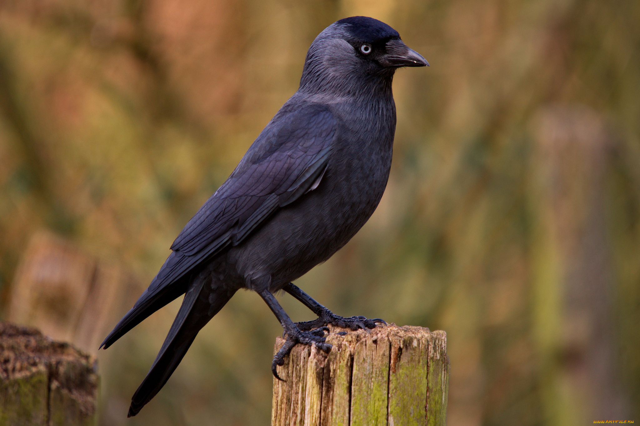 животные, вороны, , грачи, , галки, галка, пенёк