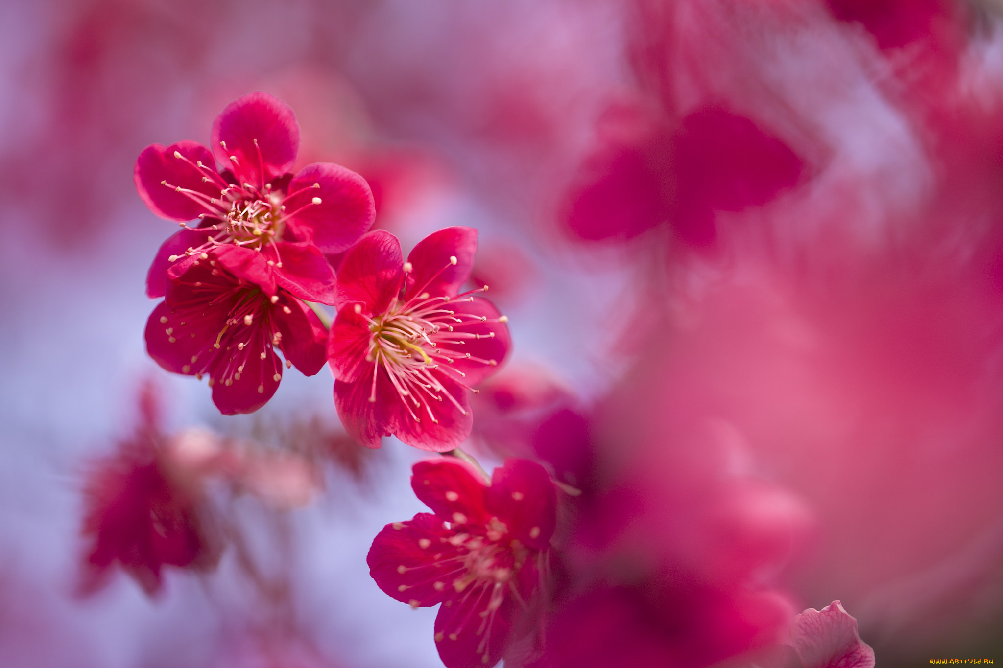 цветы, цветущие, деревья, , , кустарники, весна