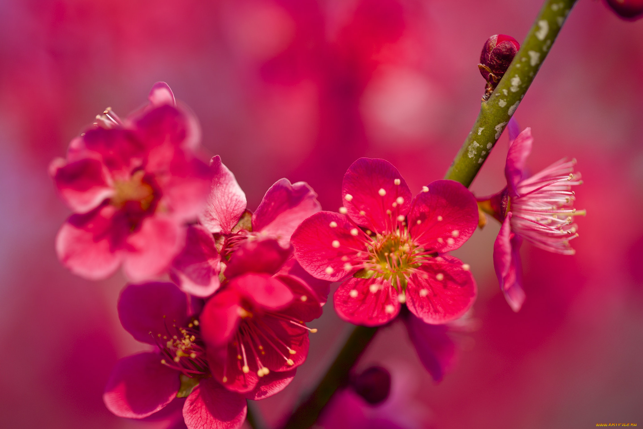 цветы, цветущие, деревья, , , кустарники, весна