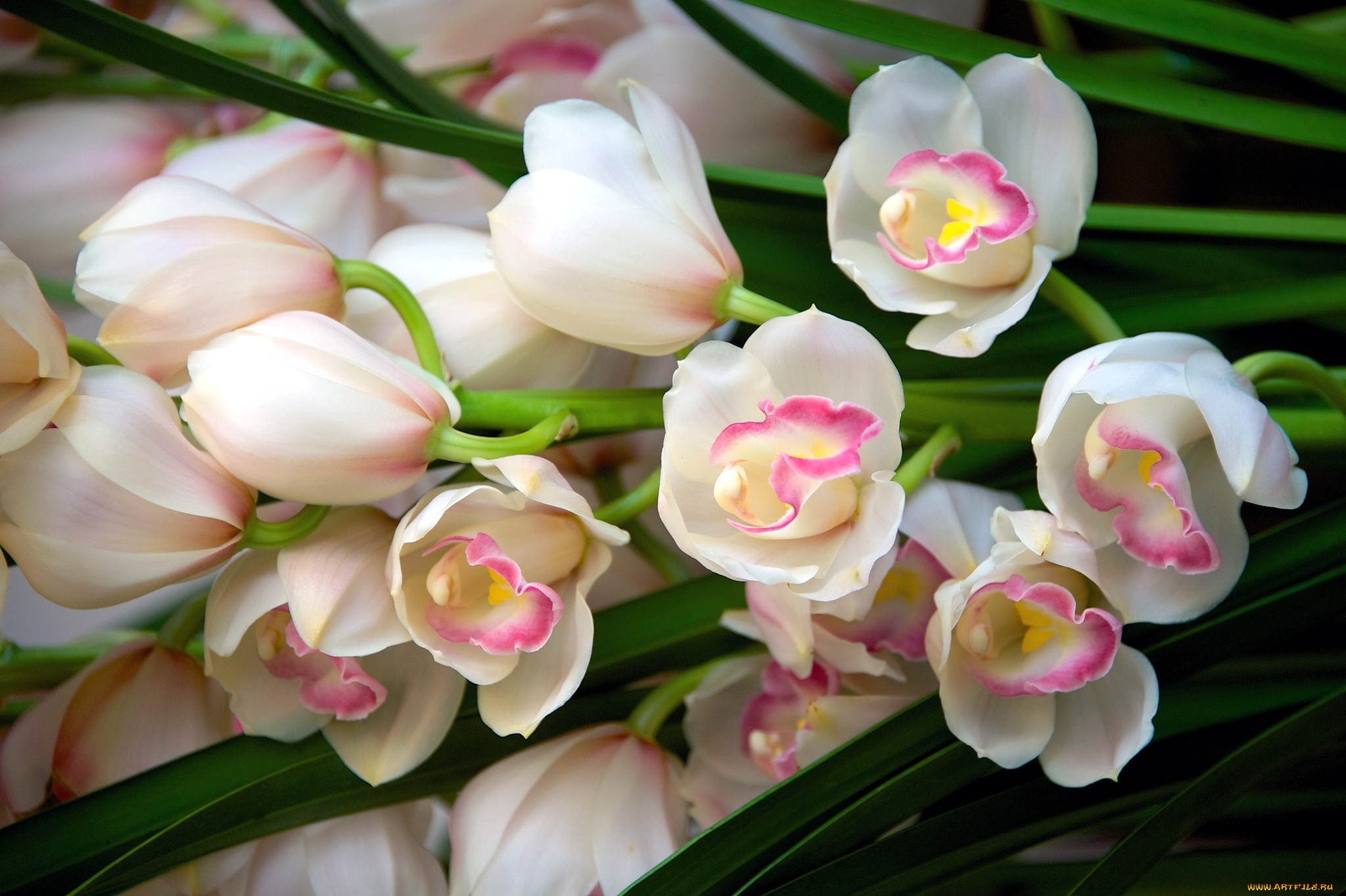 цветы, орхидеи, красота