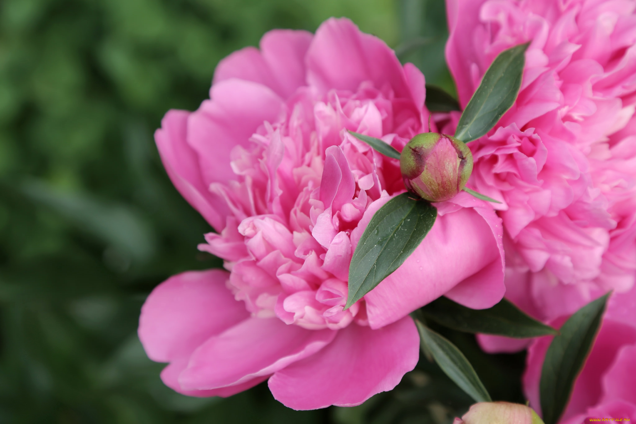 цветы, пионы, розовый