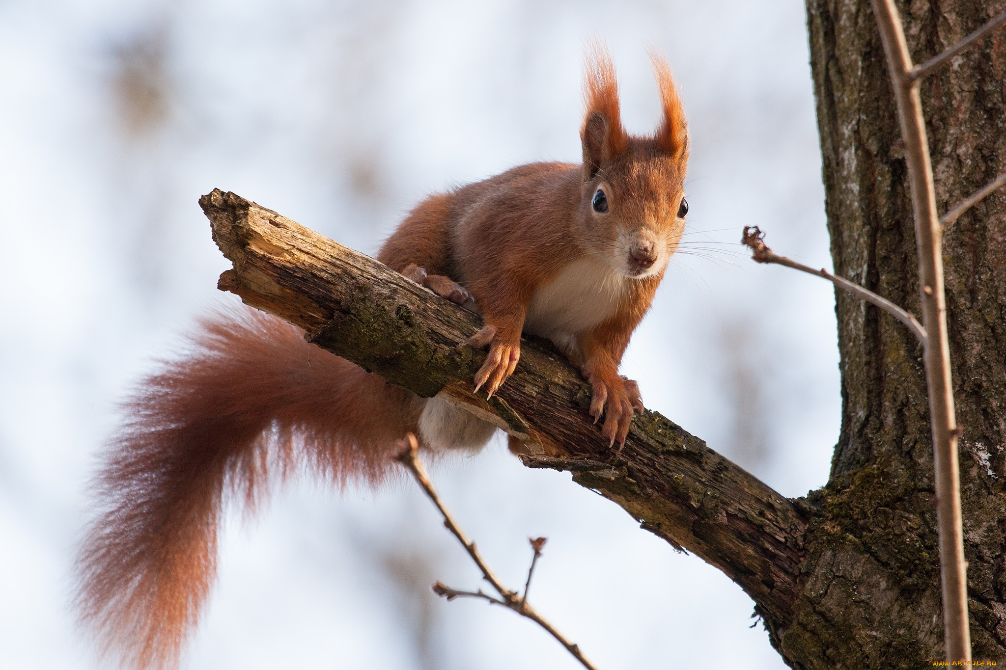 животные, белки, хвост, зверек