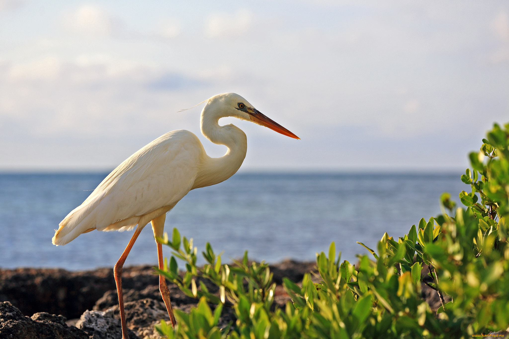 животные, цапли, цапля, белая