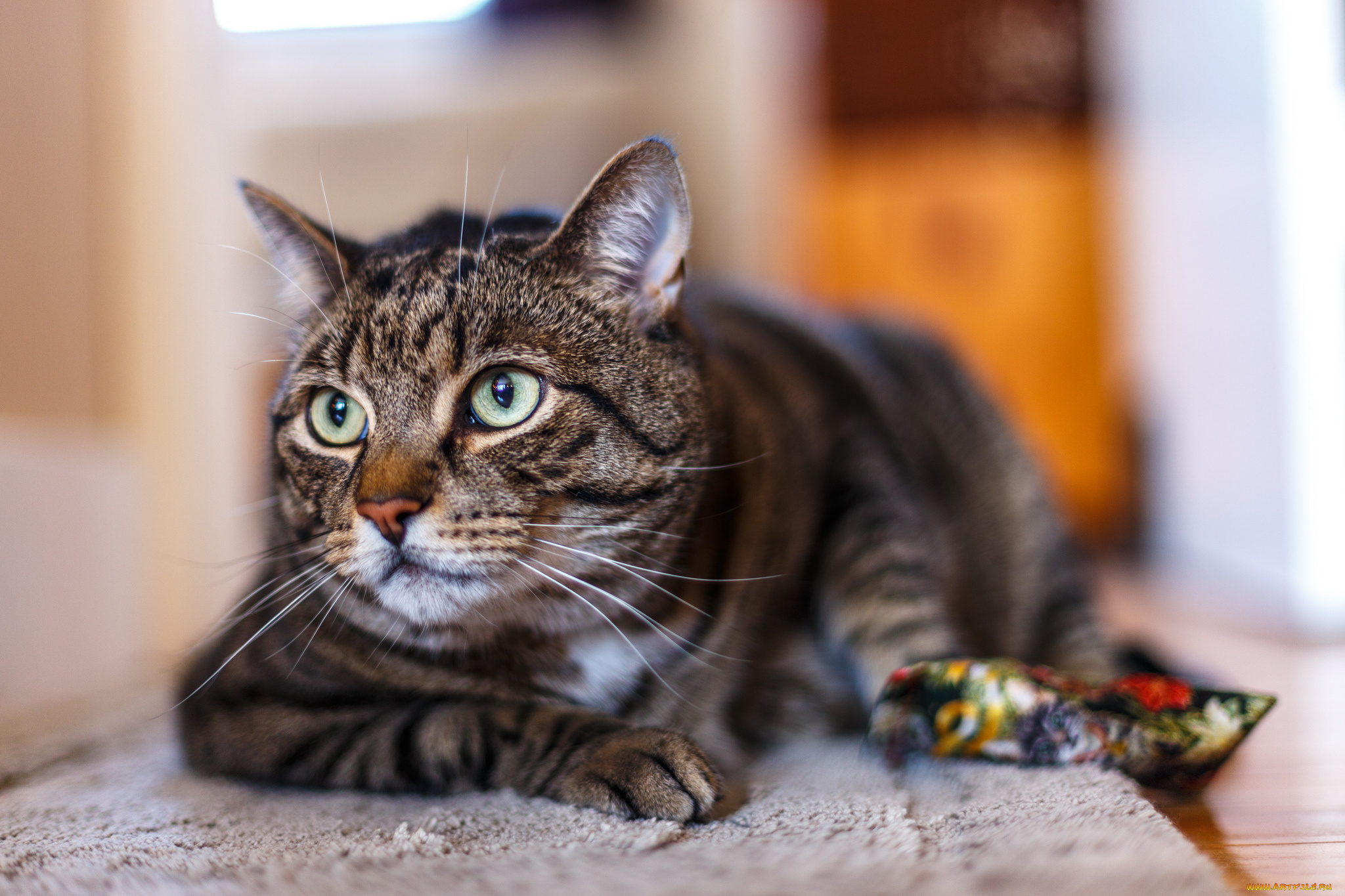 животные, коты, кот, взгляд, морда