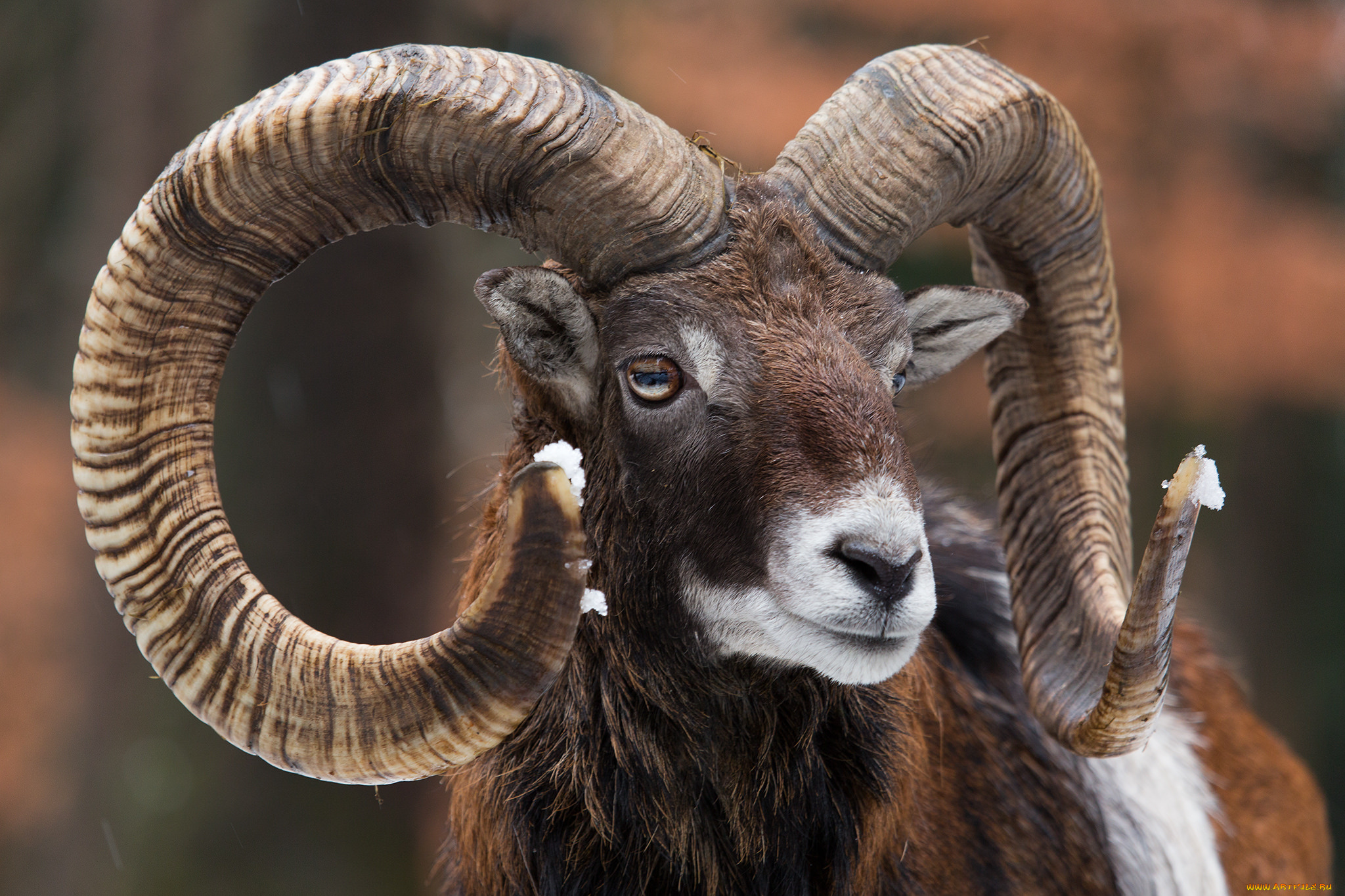 животные, овцы, , бараны, рога