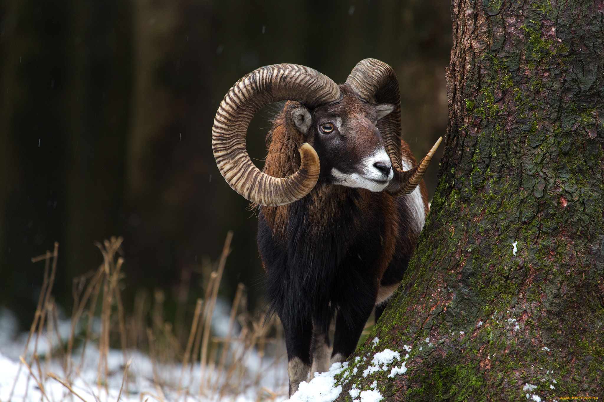 животные, овцы, , бараны, рога