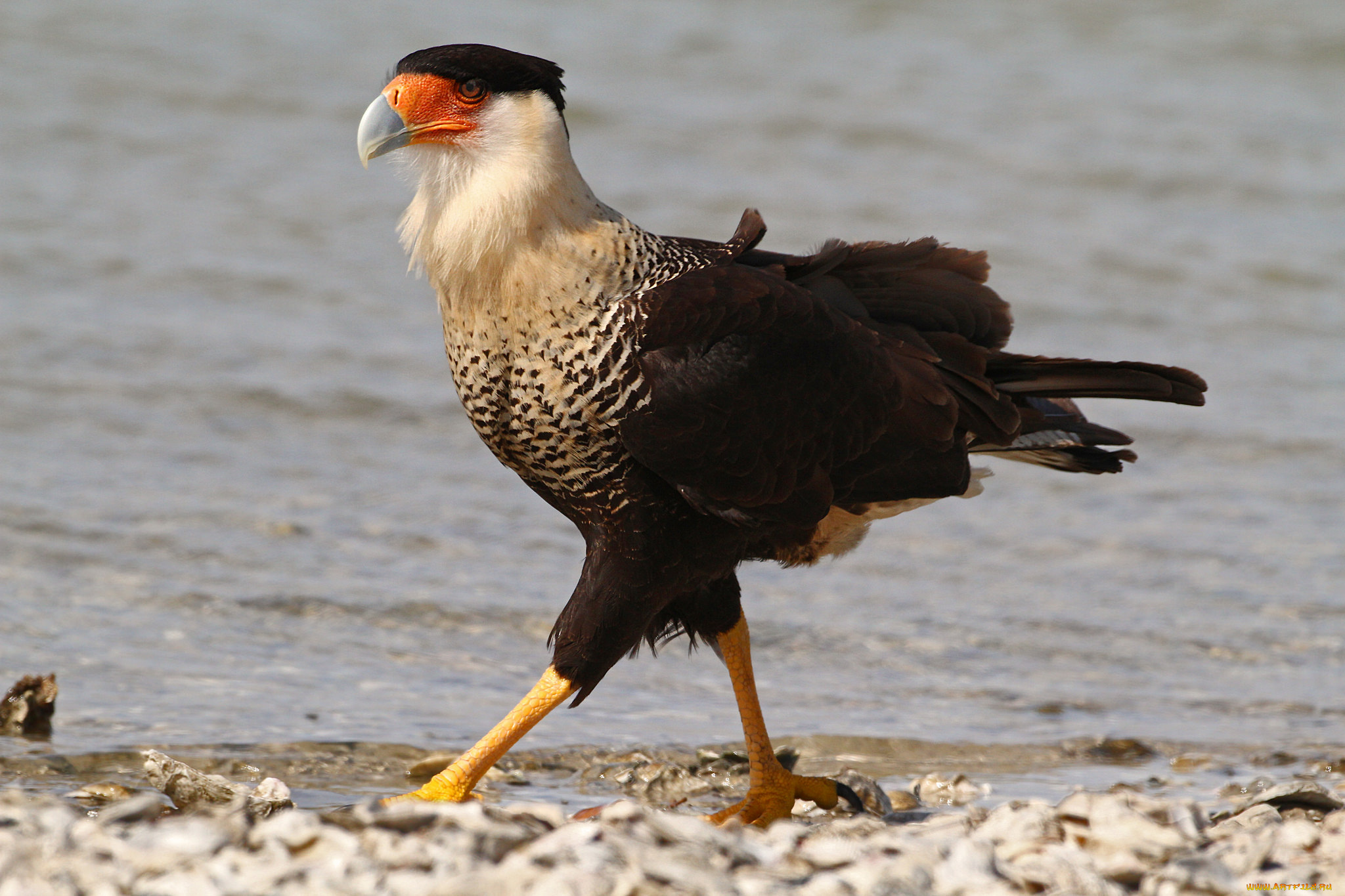 животные, птицы, -, хищники, птица, клюв, оперение