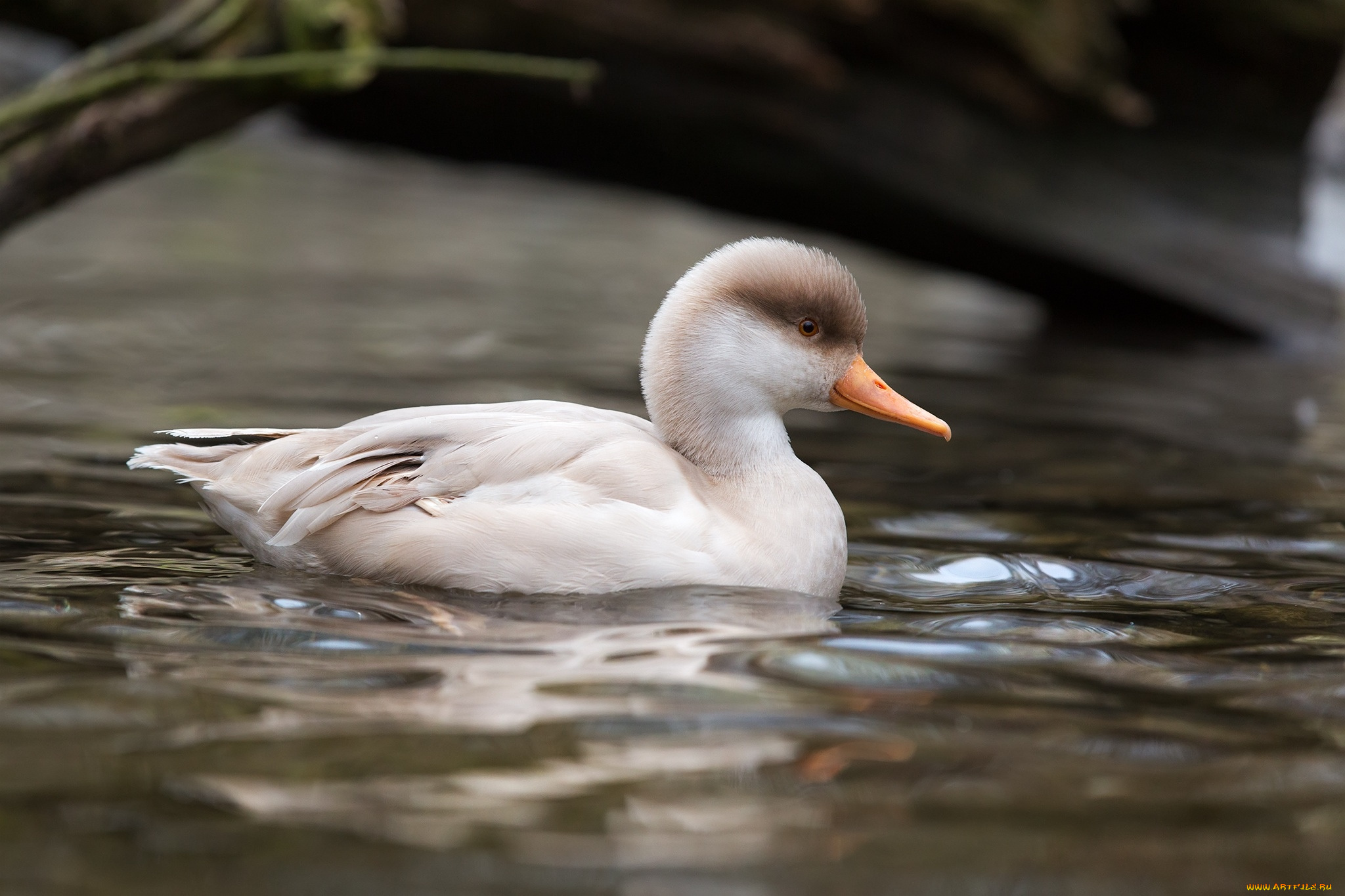 животные, утки, клюв, вода