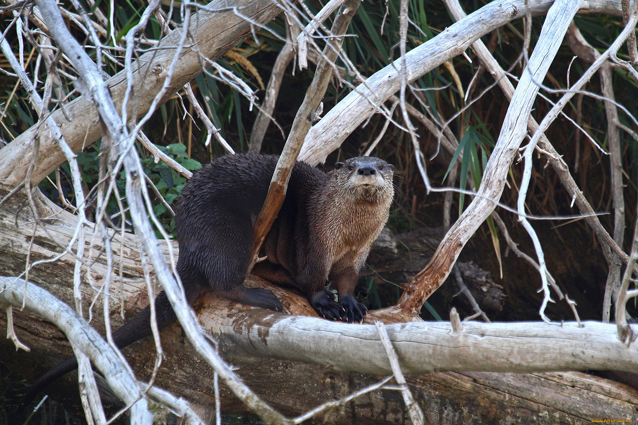 животные, выдры, , каланы, , ондатры, заросли, река, выдра
