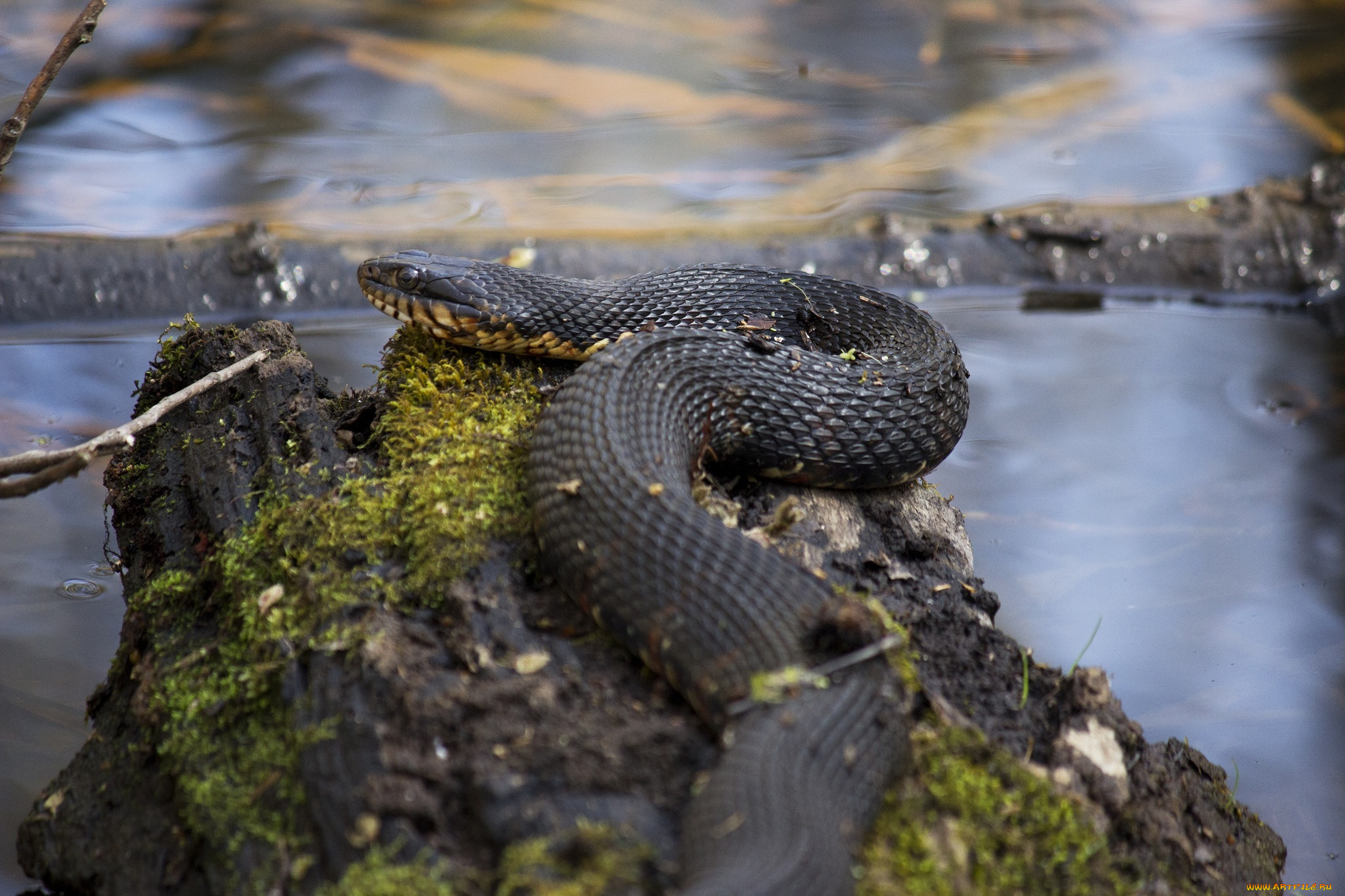 животные, змеи, , питоны, , кобры, макро, мох, змея