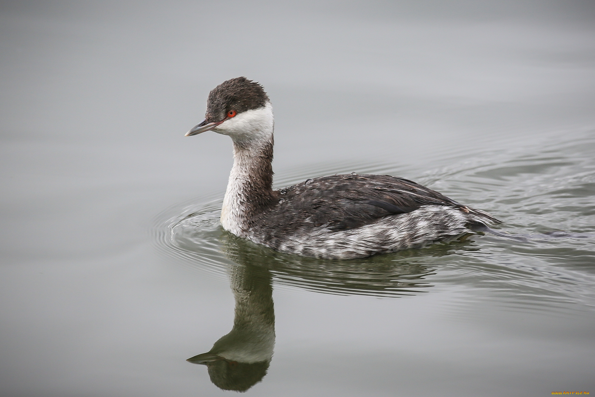 животные, Чомги, , поганки, птичка, вода