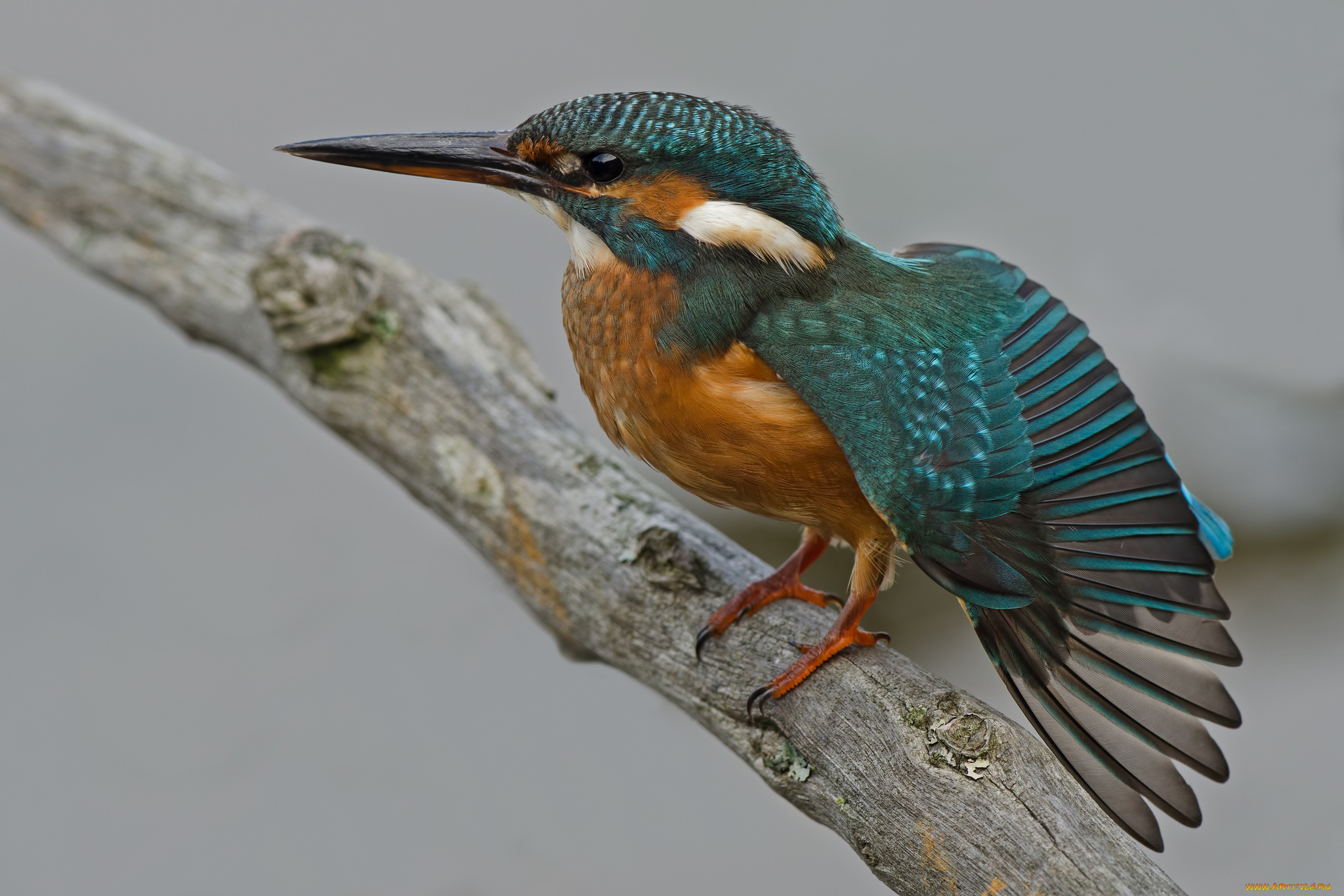 животные, зимородки, сучок, рыболов