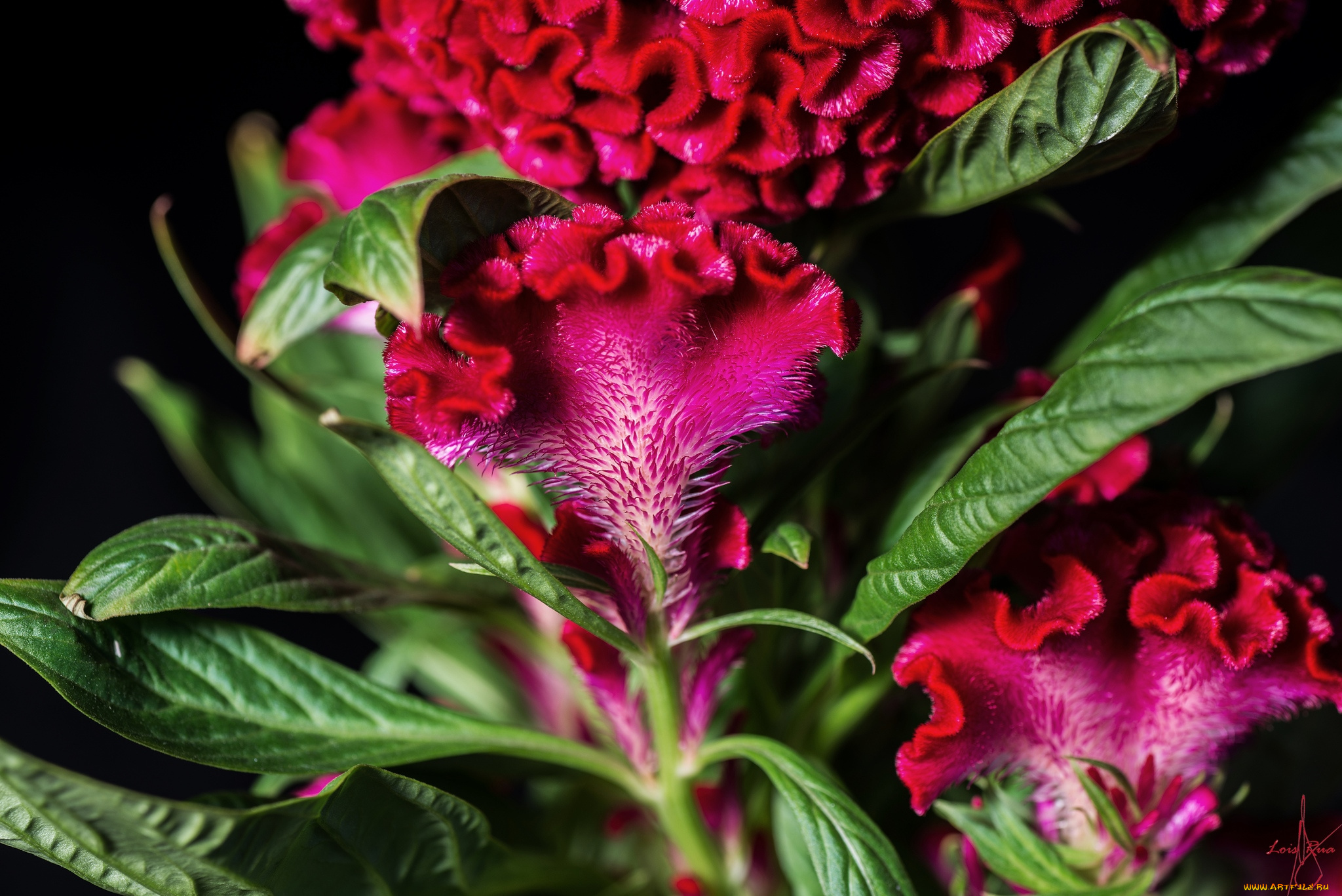 цветы, амаранты, гребешки