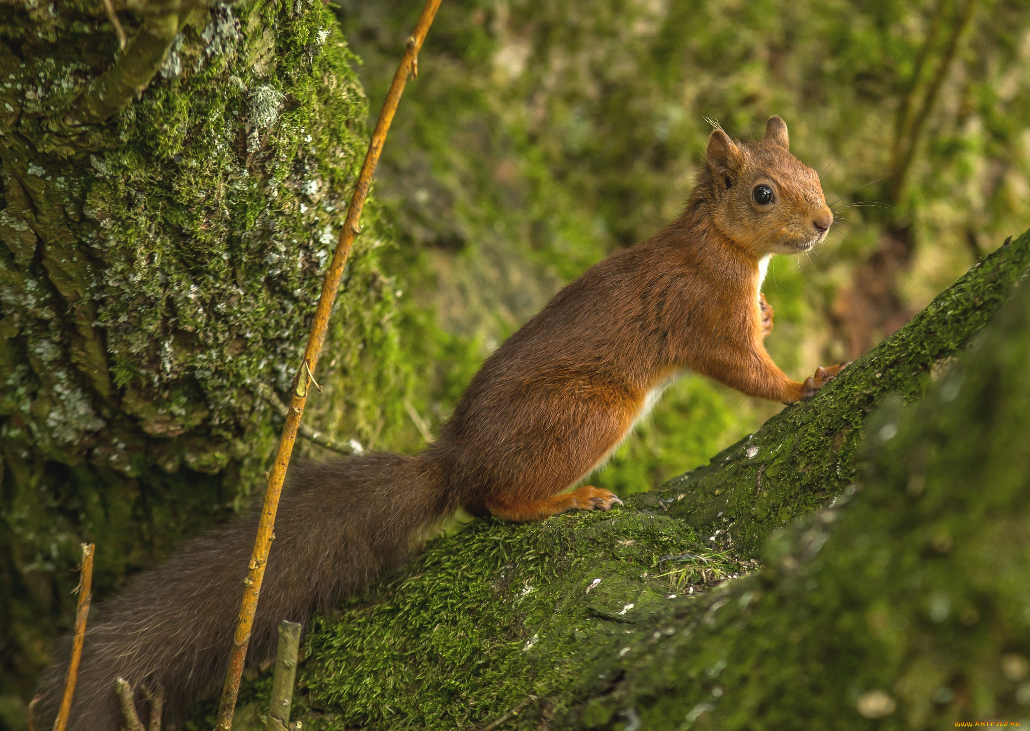 животные, белки, зверек