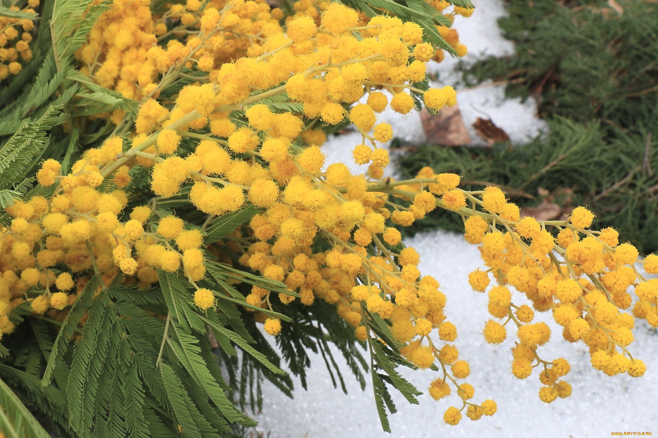 цветы, мимоза, весна