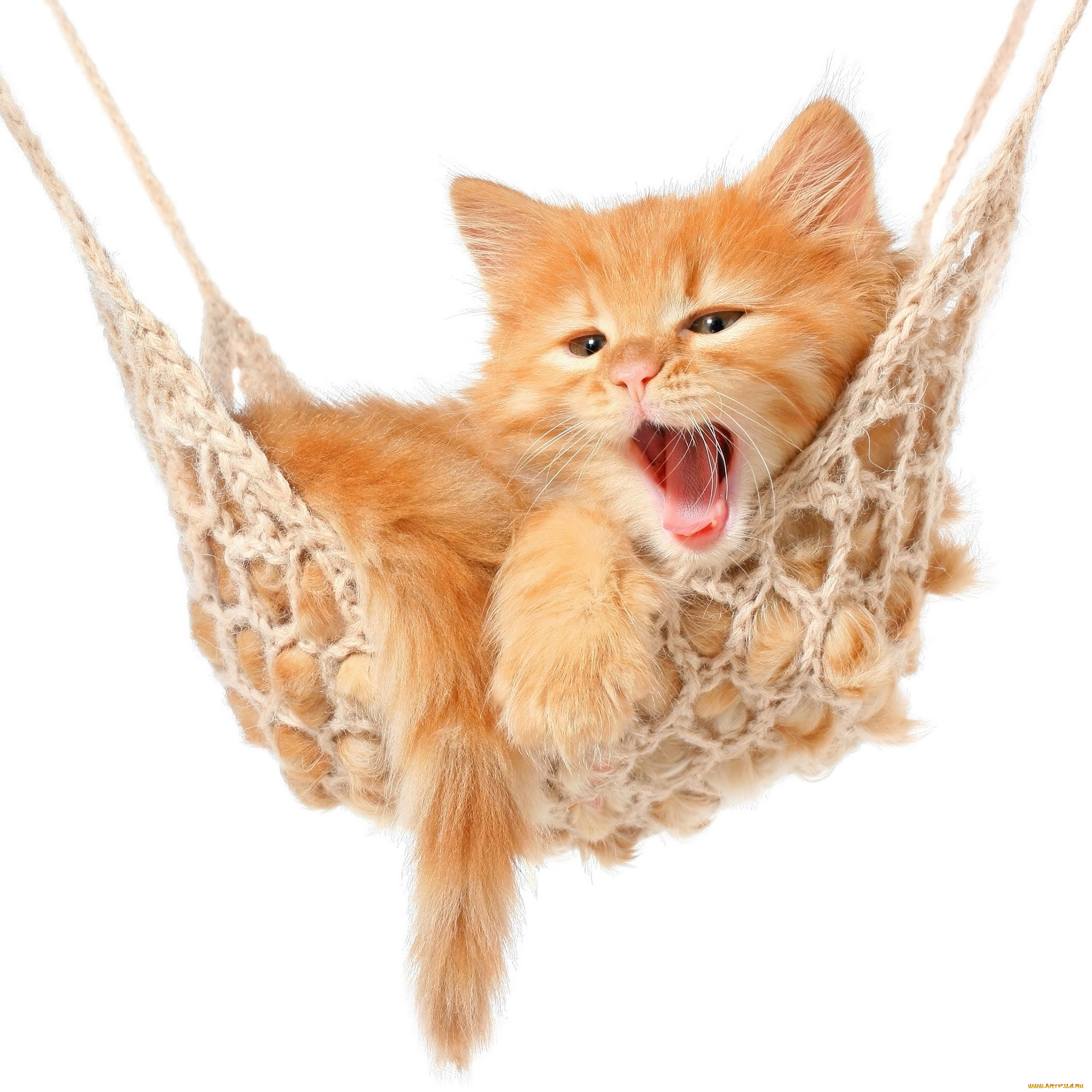 животные, коты, гамак, рыжий, котёнок
