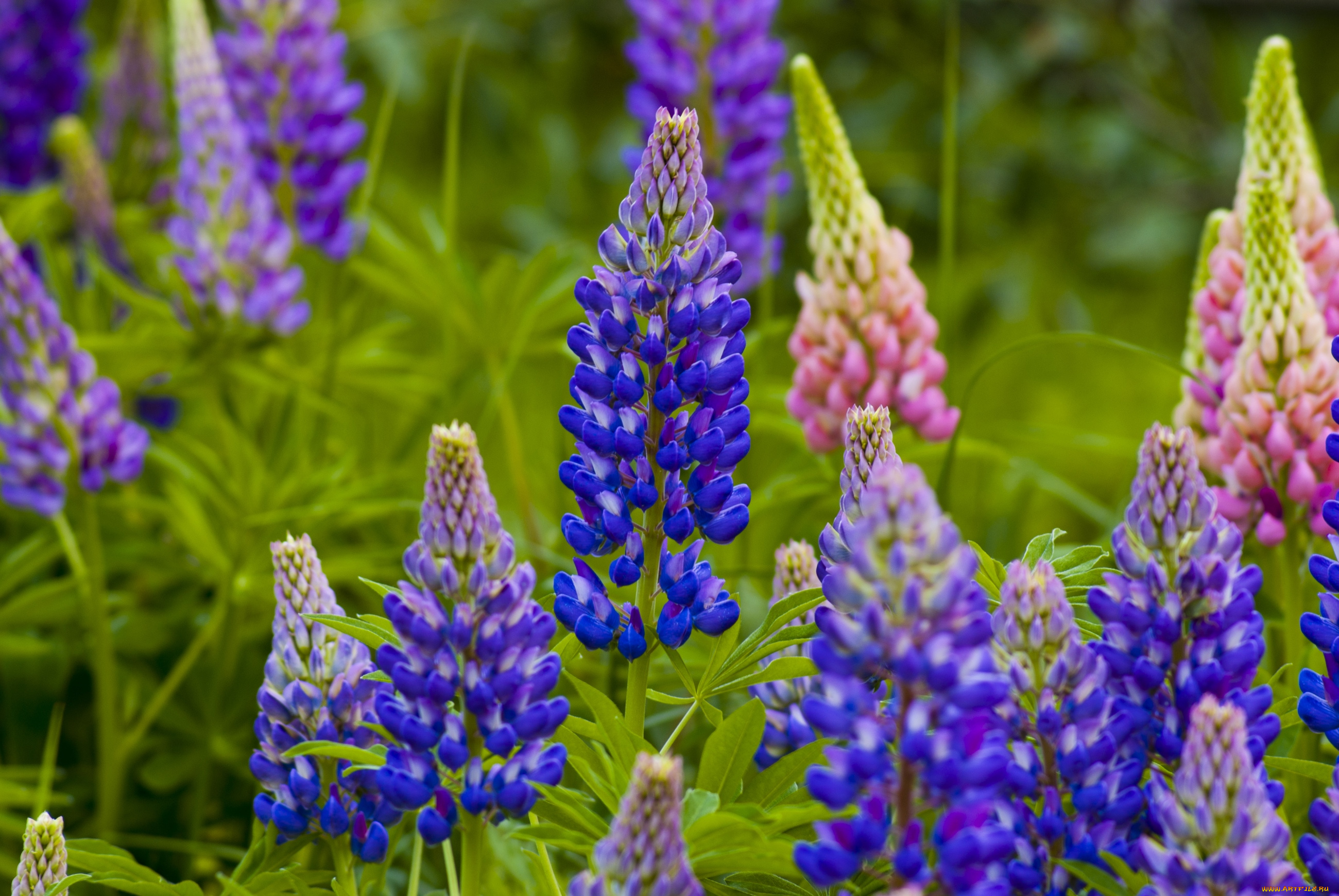 цветы, люпин, фиолетовый
