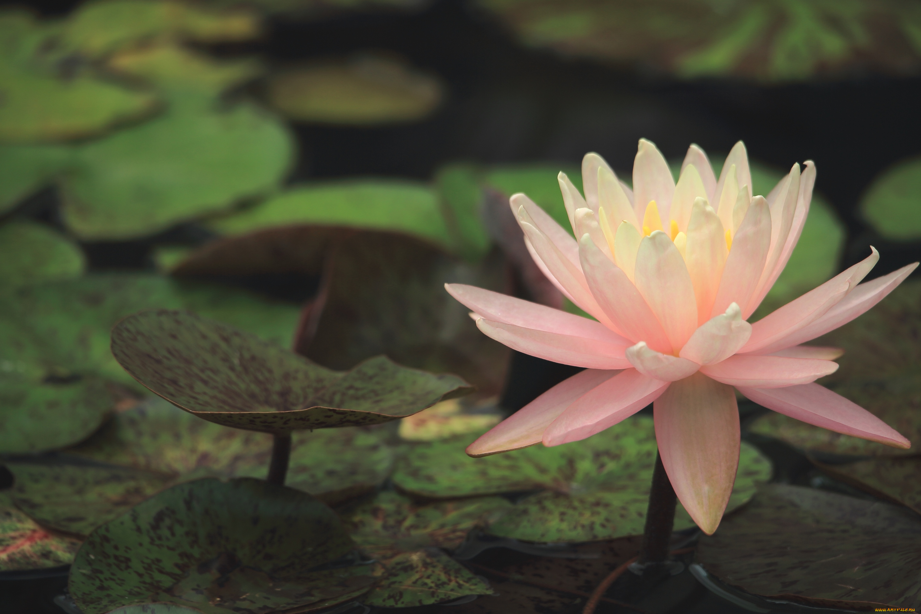 цветы, лилии, , лилейники, макро