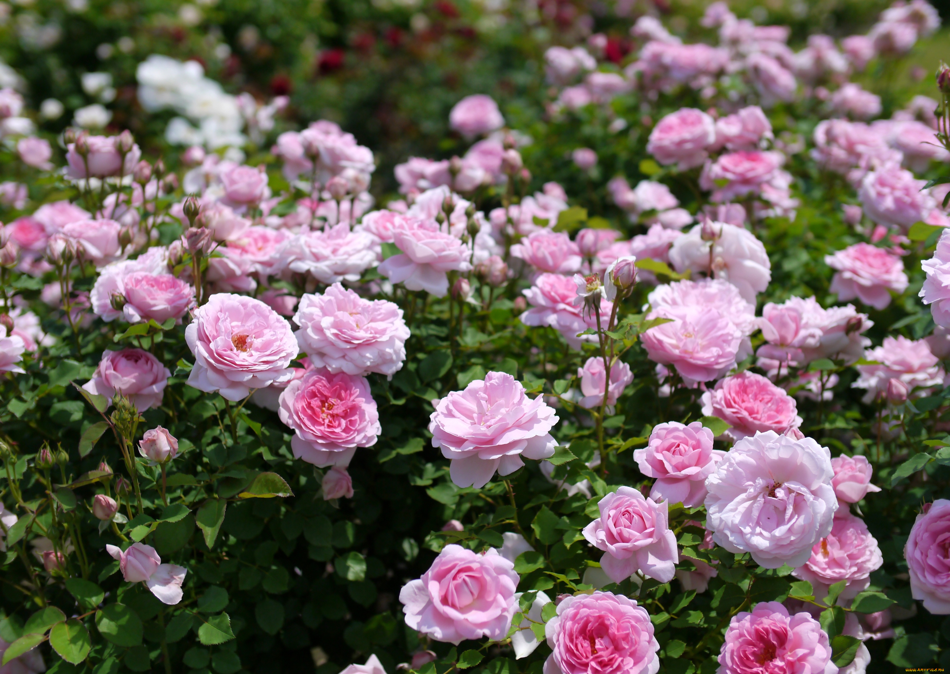 цветы, розы, розарий