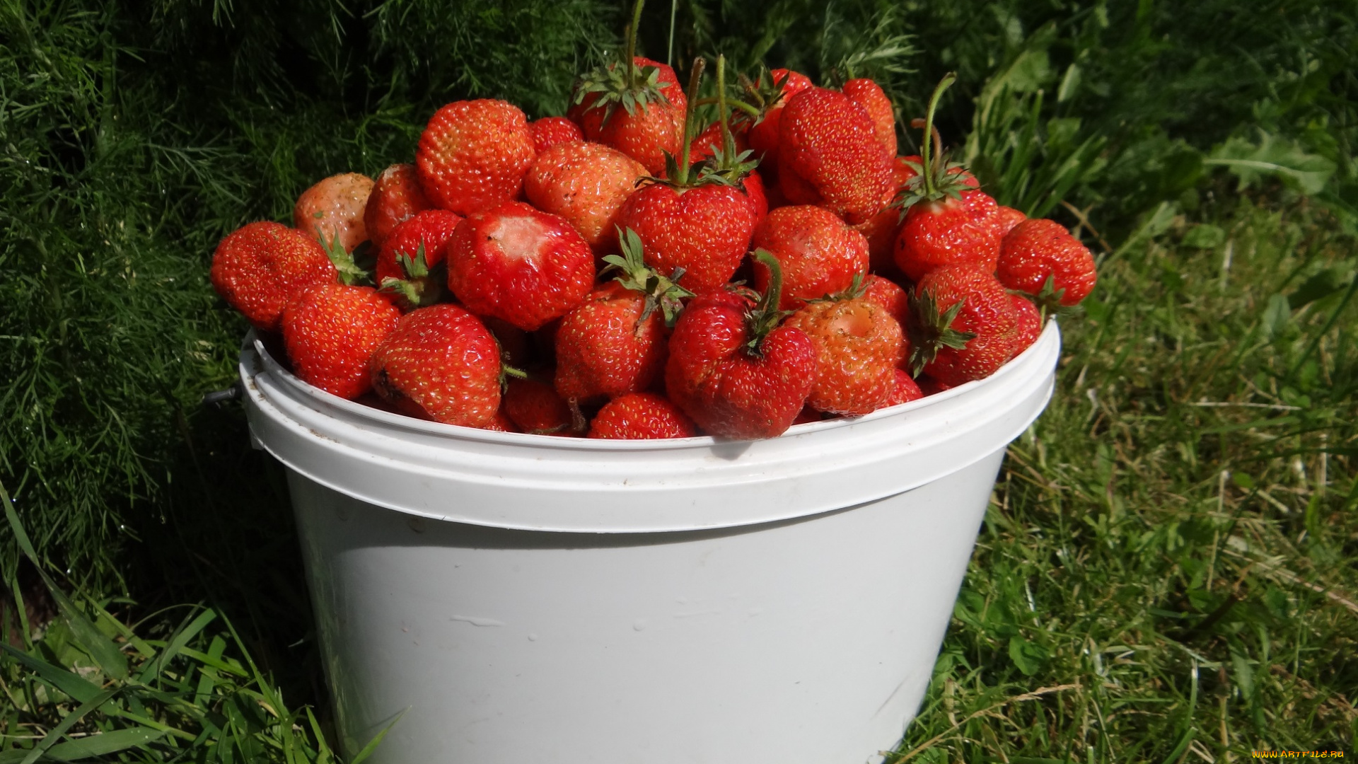 еда, клубника, , земляника, луг, трава, ведро