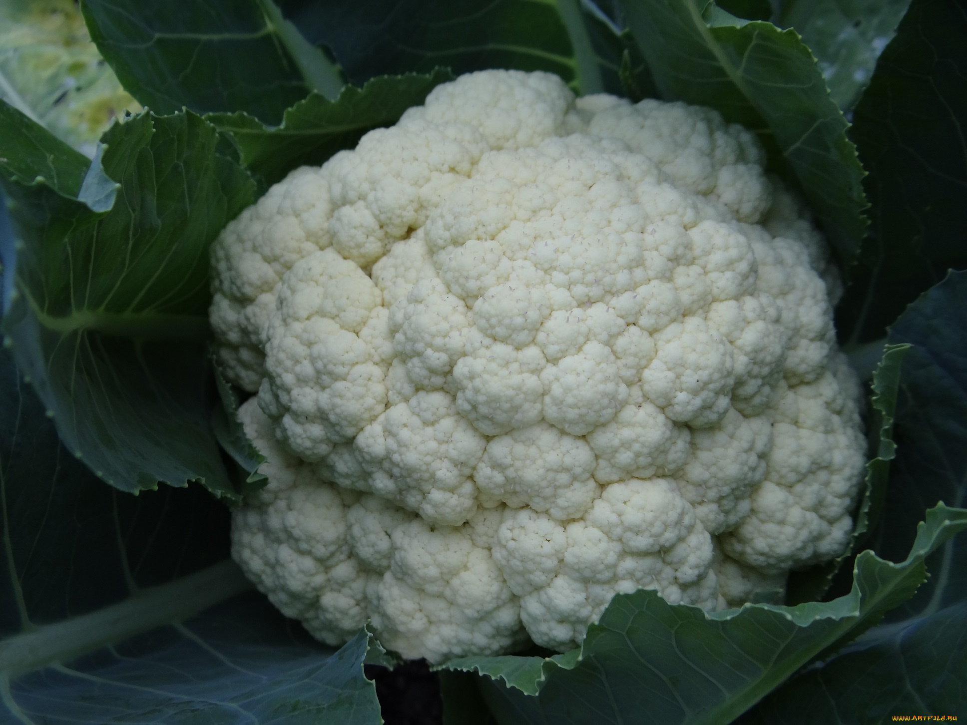 еда, капуста, и, её, разновидности, цветная, капуста