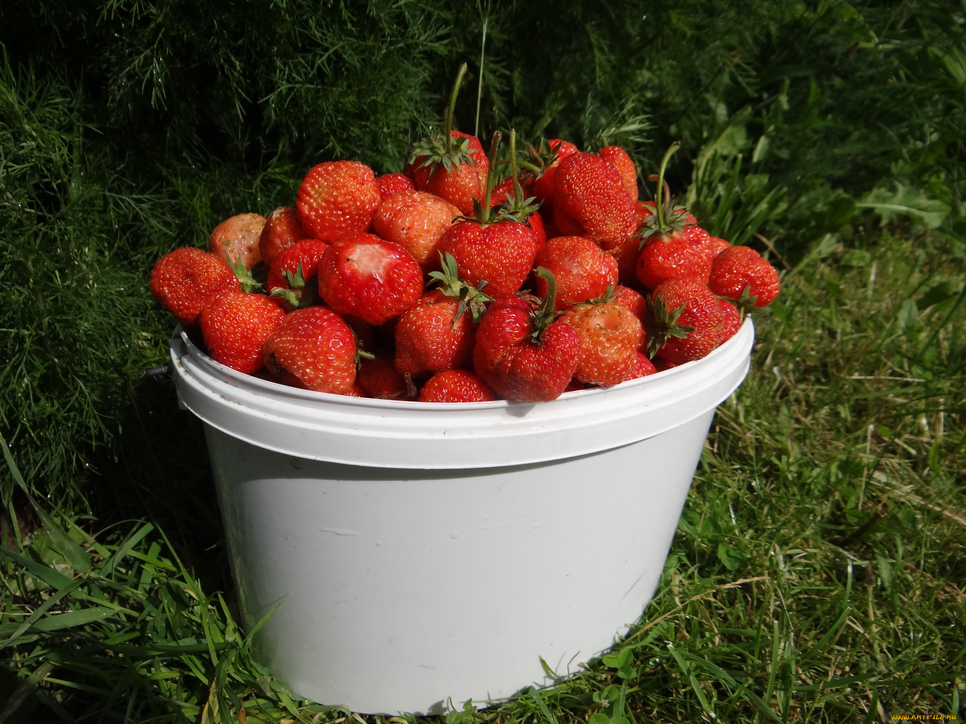 еда, клубника, , земляника, луг, трава, ведро