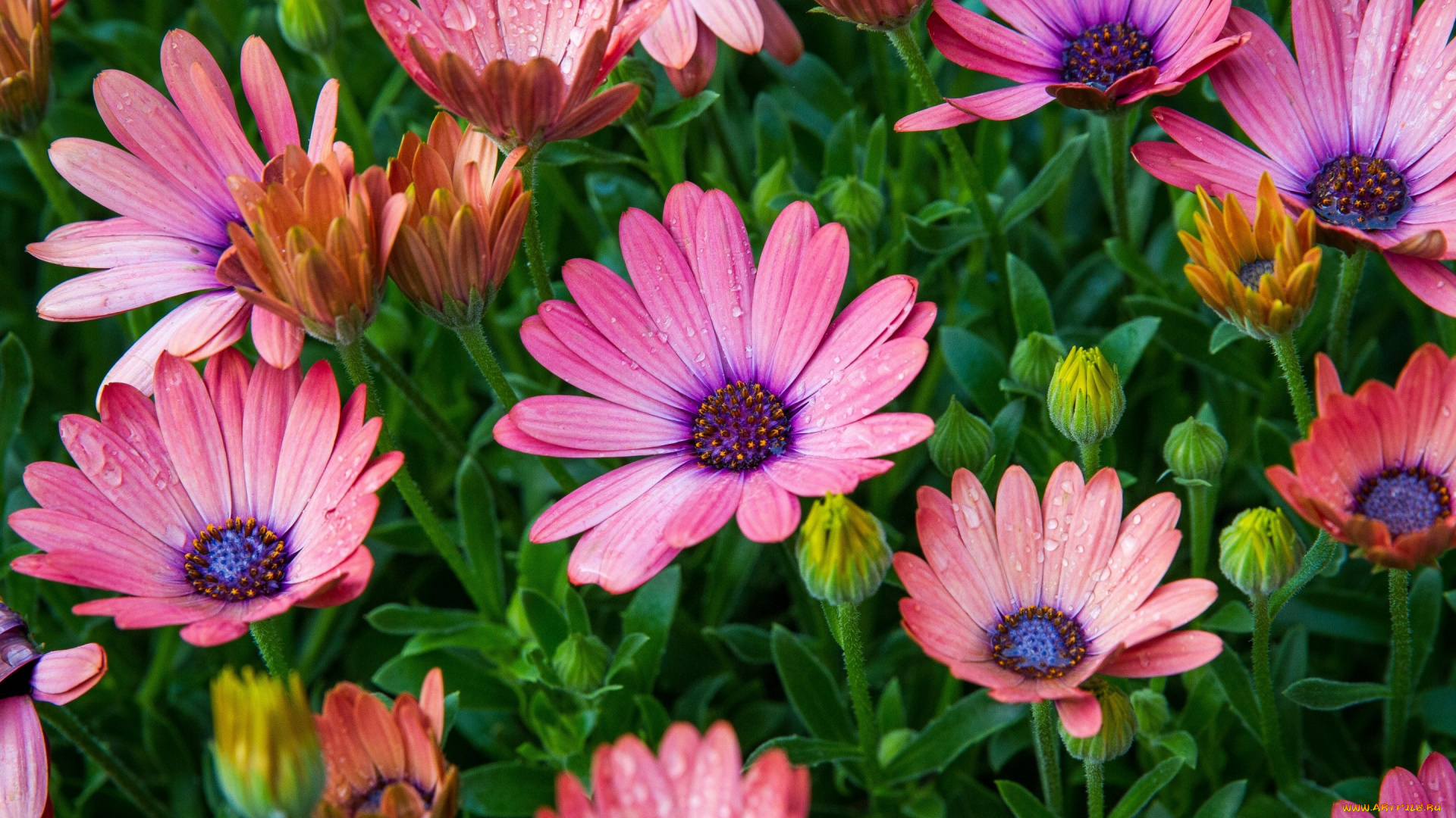 цветы, аизовые, остеоспермум, бутоны, капли