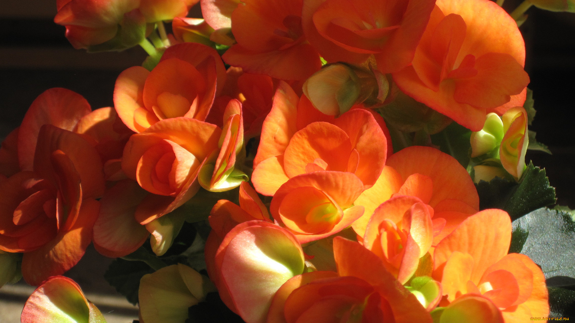 цветы, бегония