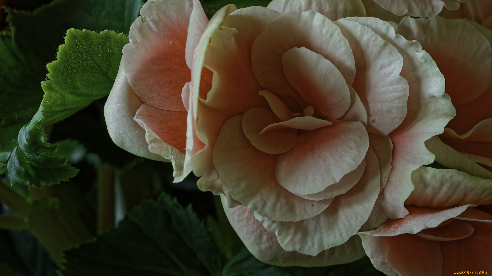 цветы, бегония, листья, лепестки