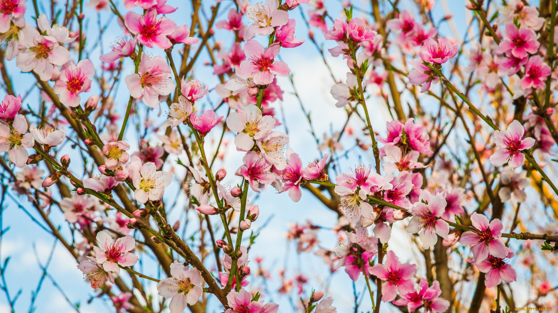 цветы, цветущие, деревья, , , кустарники, ветки, цветки, цветение, весна, персиковое, дерево