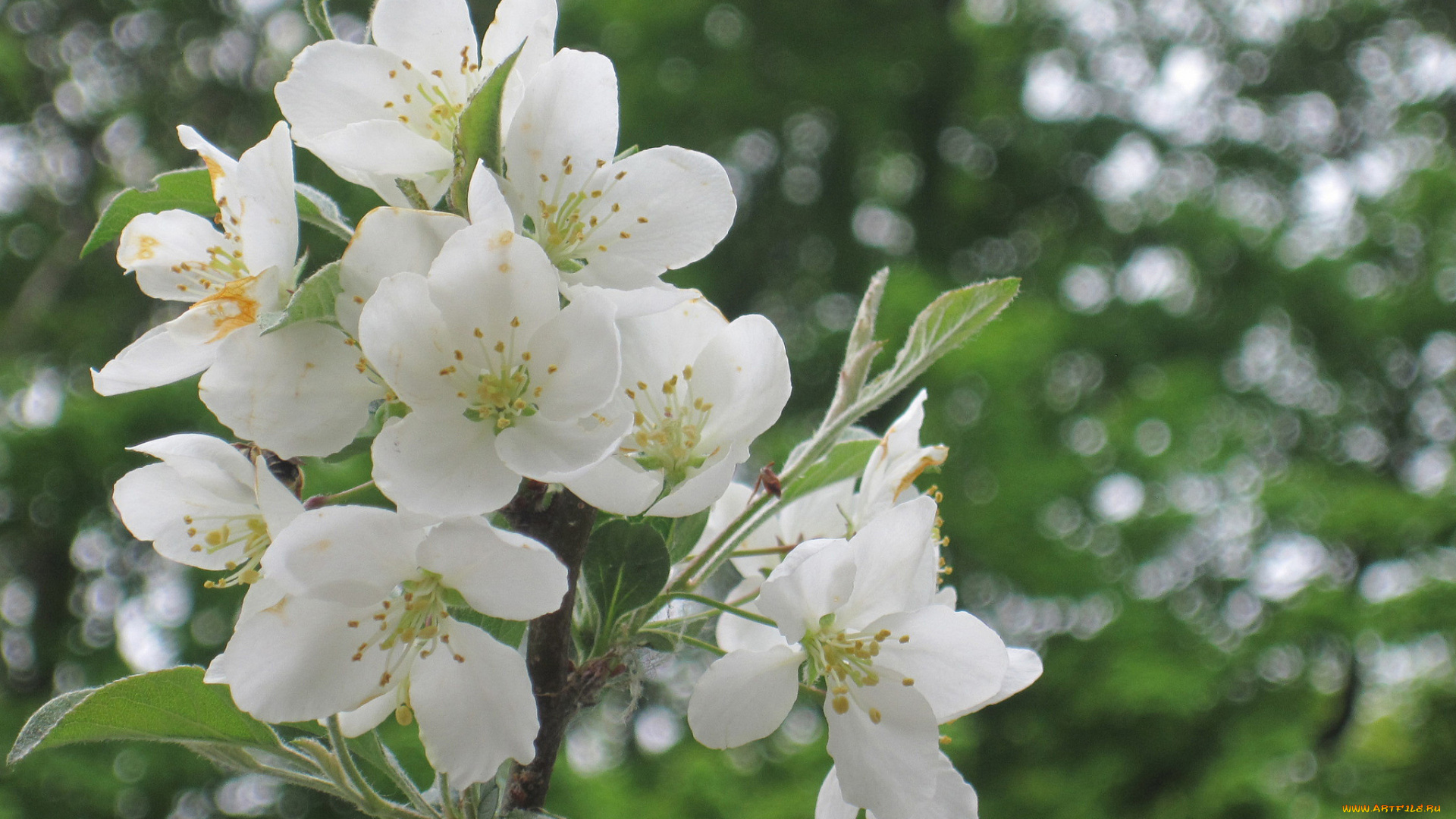 цветы, цветущие, деревья, , , кустарники, весна