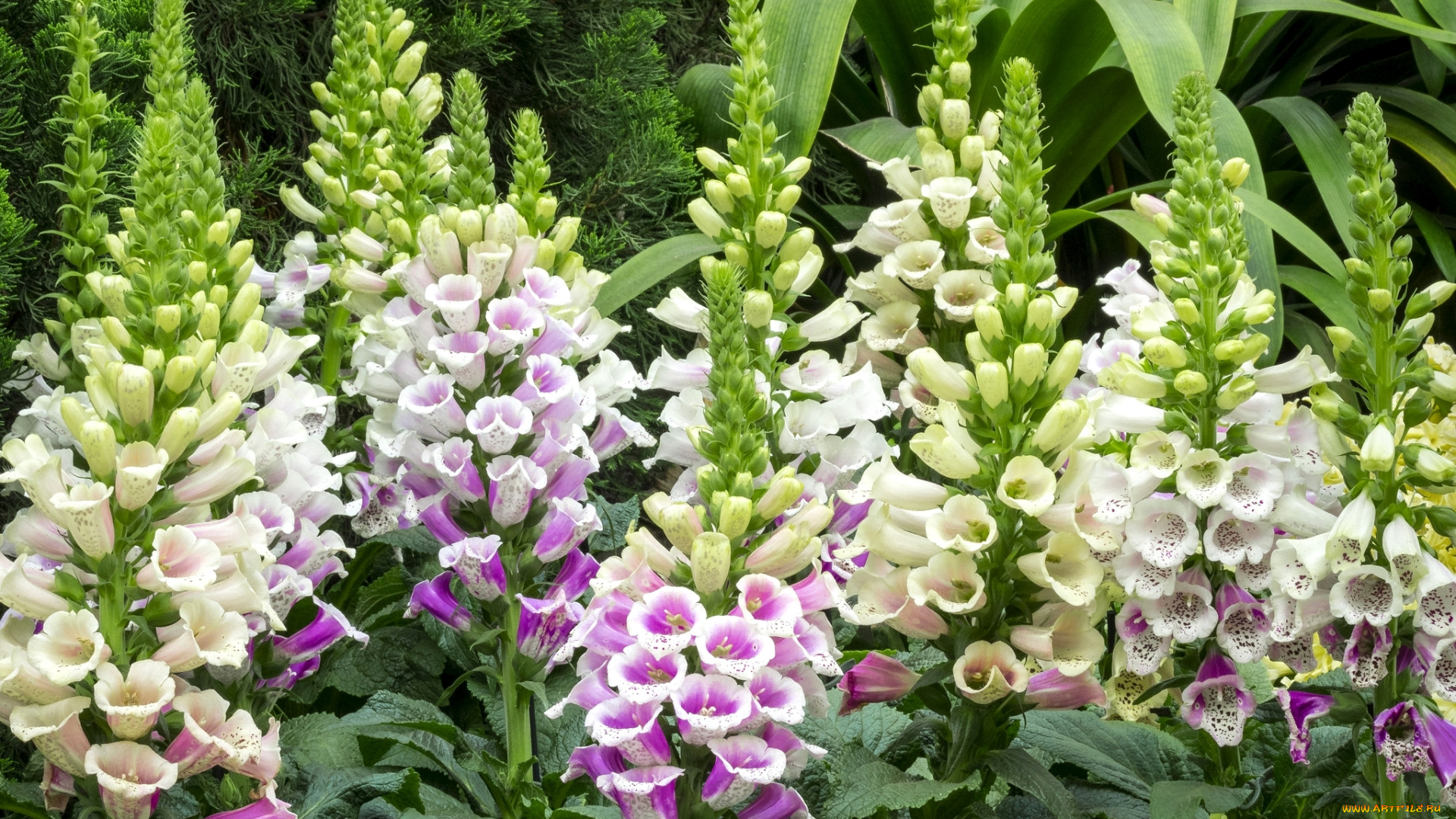 цветы, дигиталис, , наперстянка, растение, дигиталис