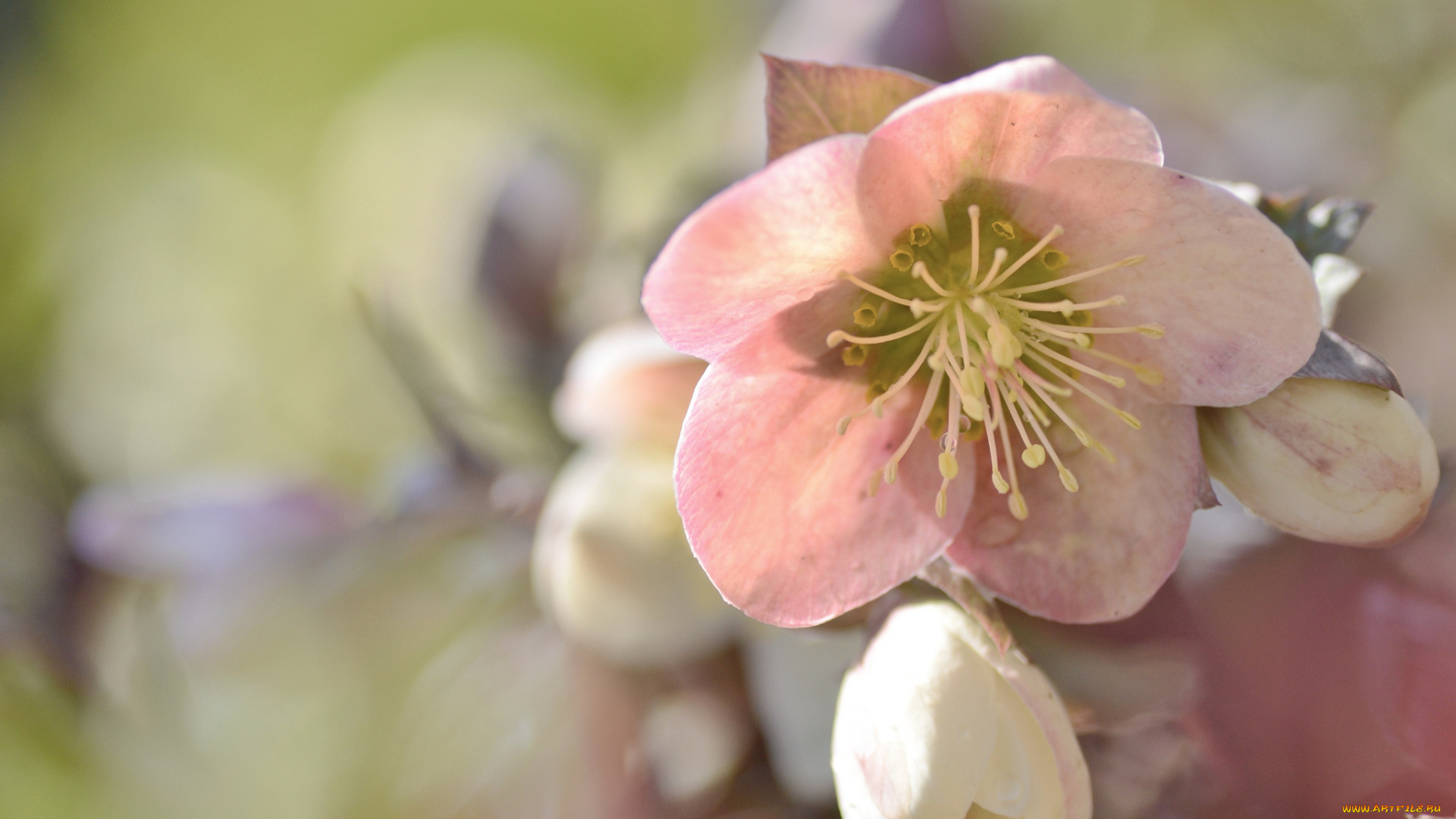 цветы, геллеборус, , морозник, цветок
