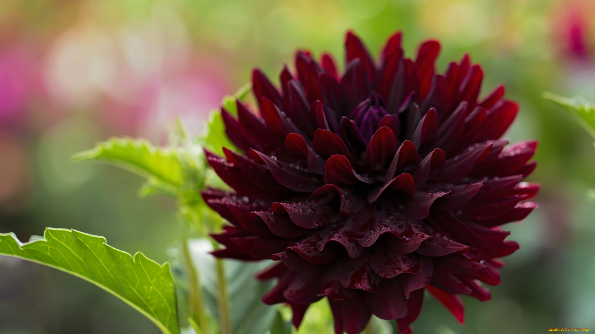 цветы, георгины, бордовый, макро, георгин