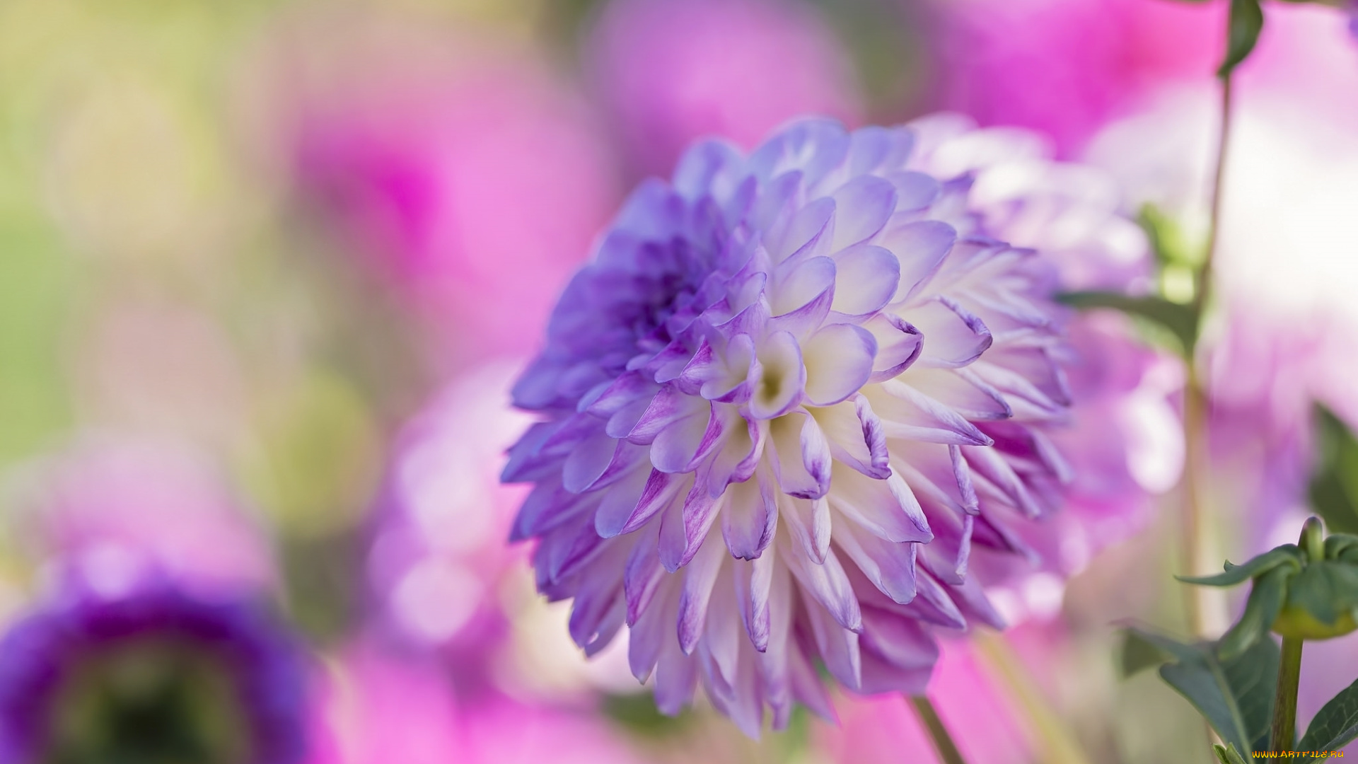 цветы, георгины, макро, розовый, георгин, круглый