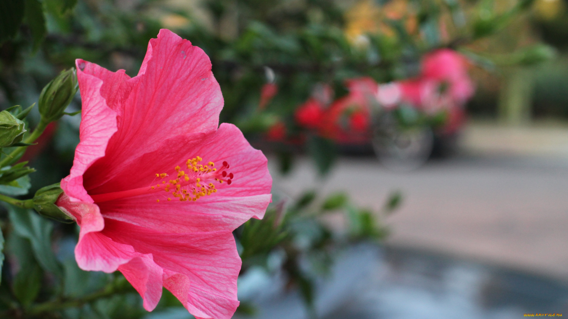 цветы, гибискусы, гибискус