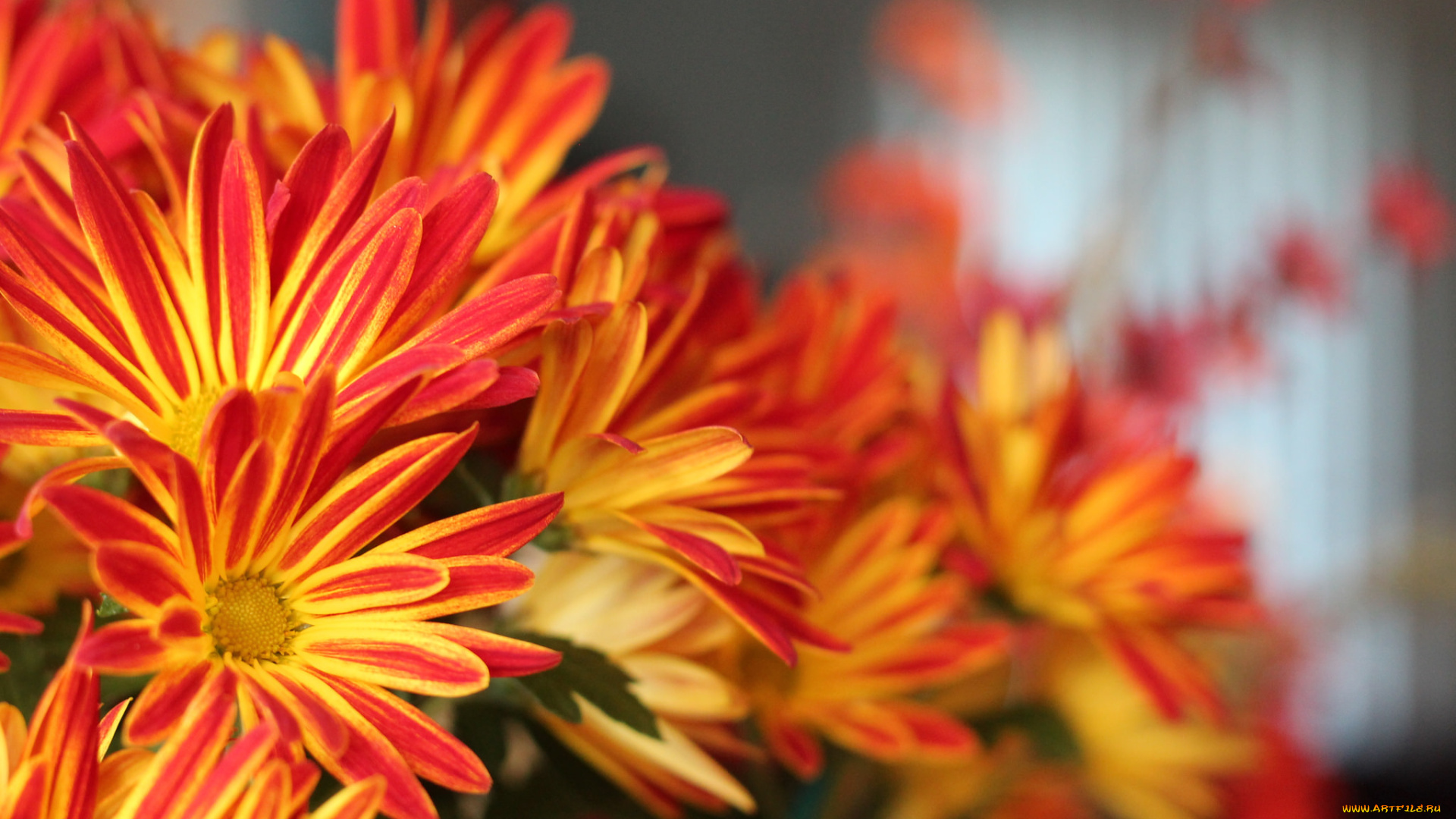 цветы, хризантемы