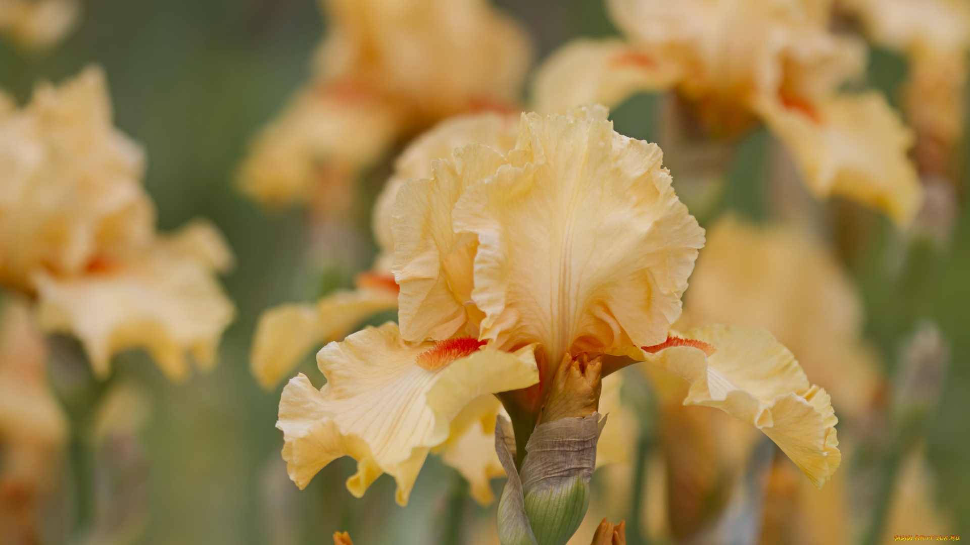 цветы, ирисы, макро, желтый, ирис