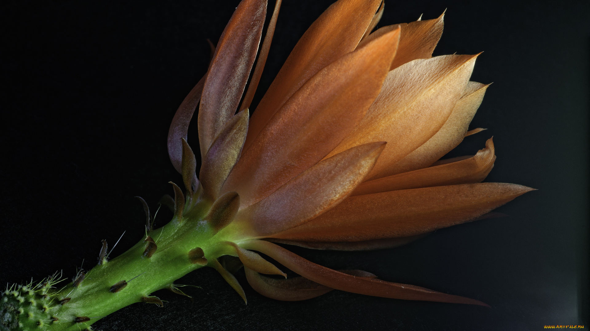 цветы, кактусы, лепестки, листья