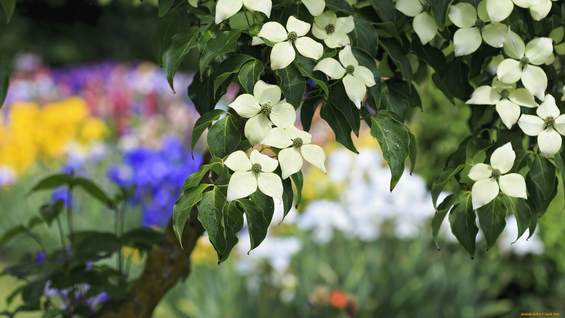 цветы, кизил, весна, дерево